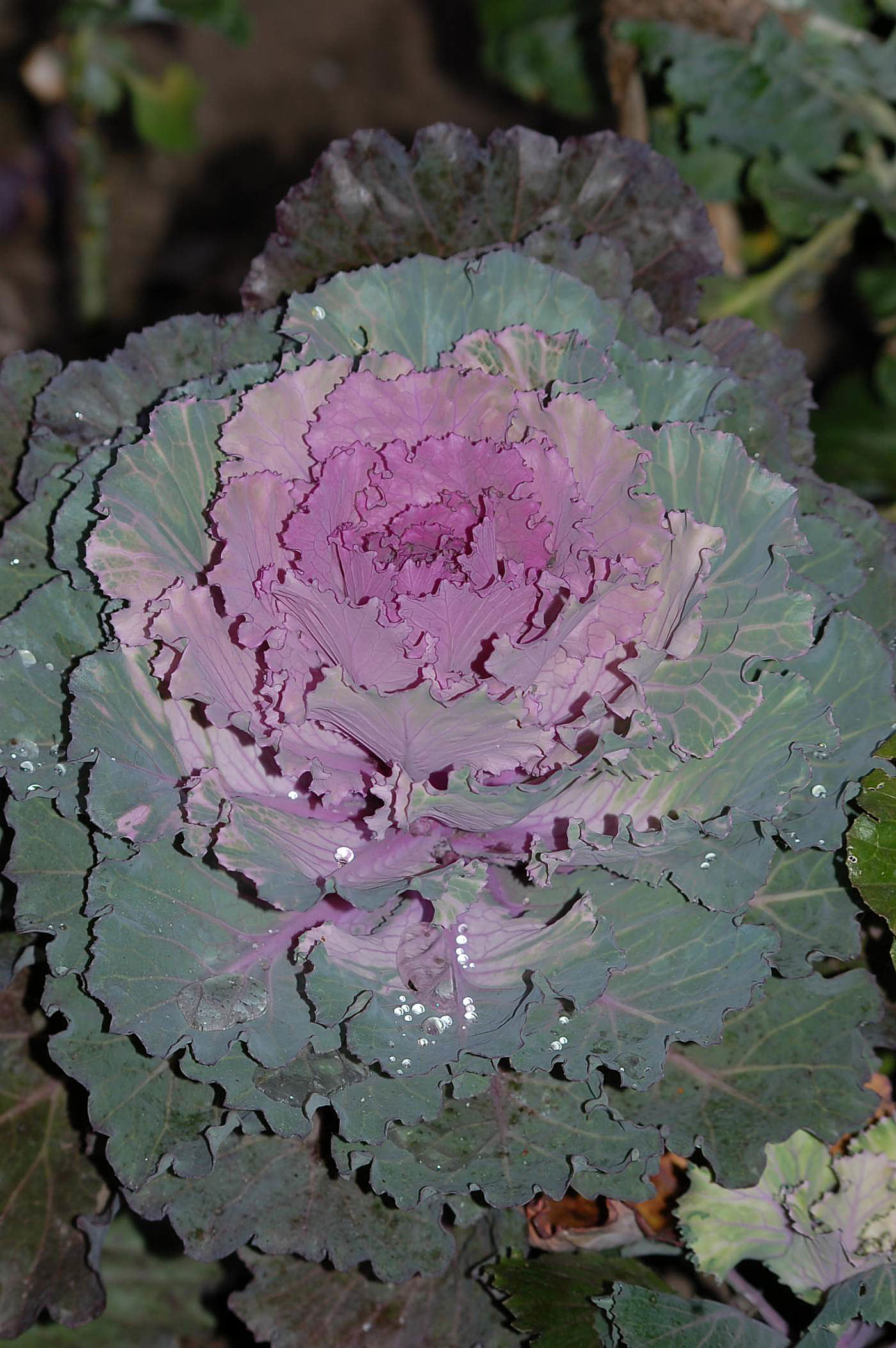 Brassica 0001