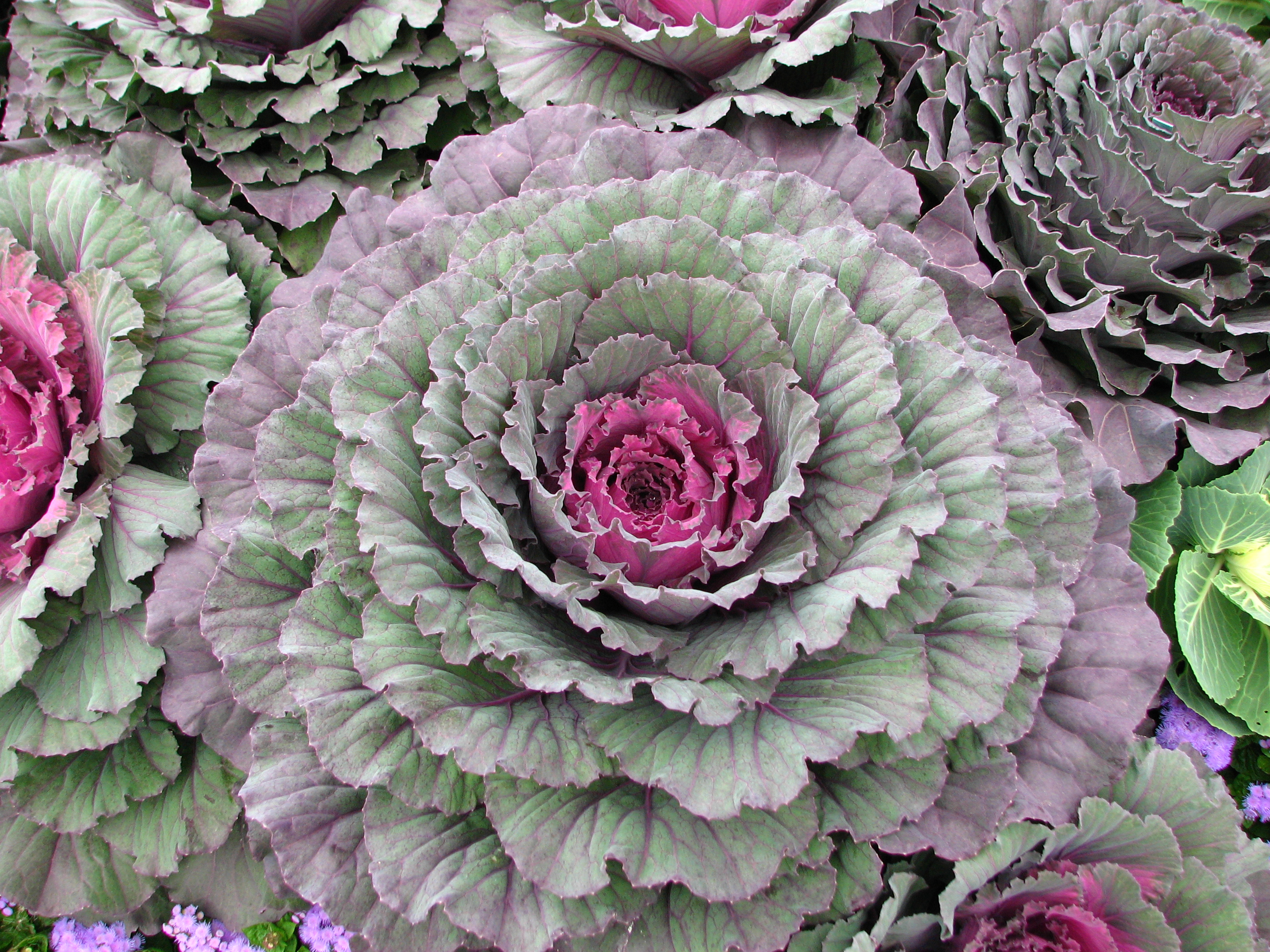 Brassica (decorative cultivar) 02