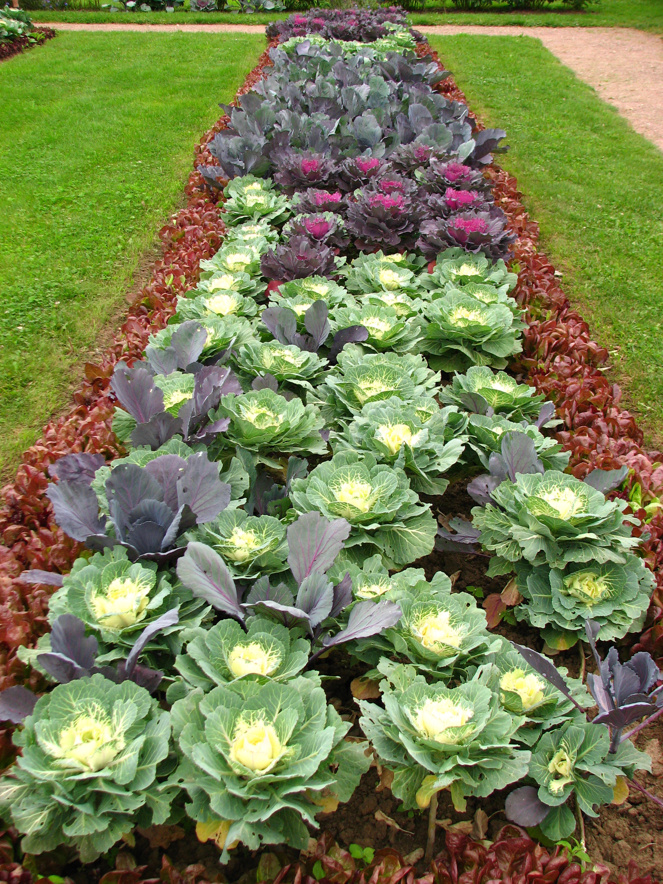 Brassica in a flowerbed 02