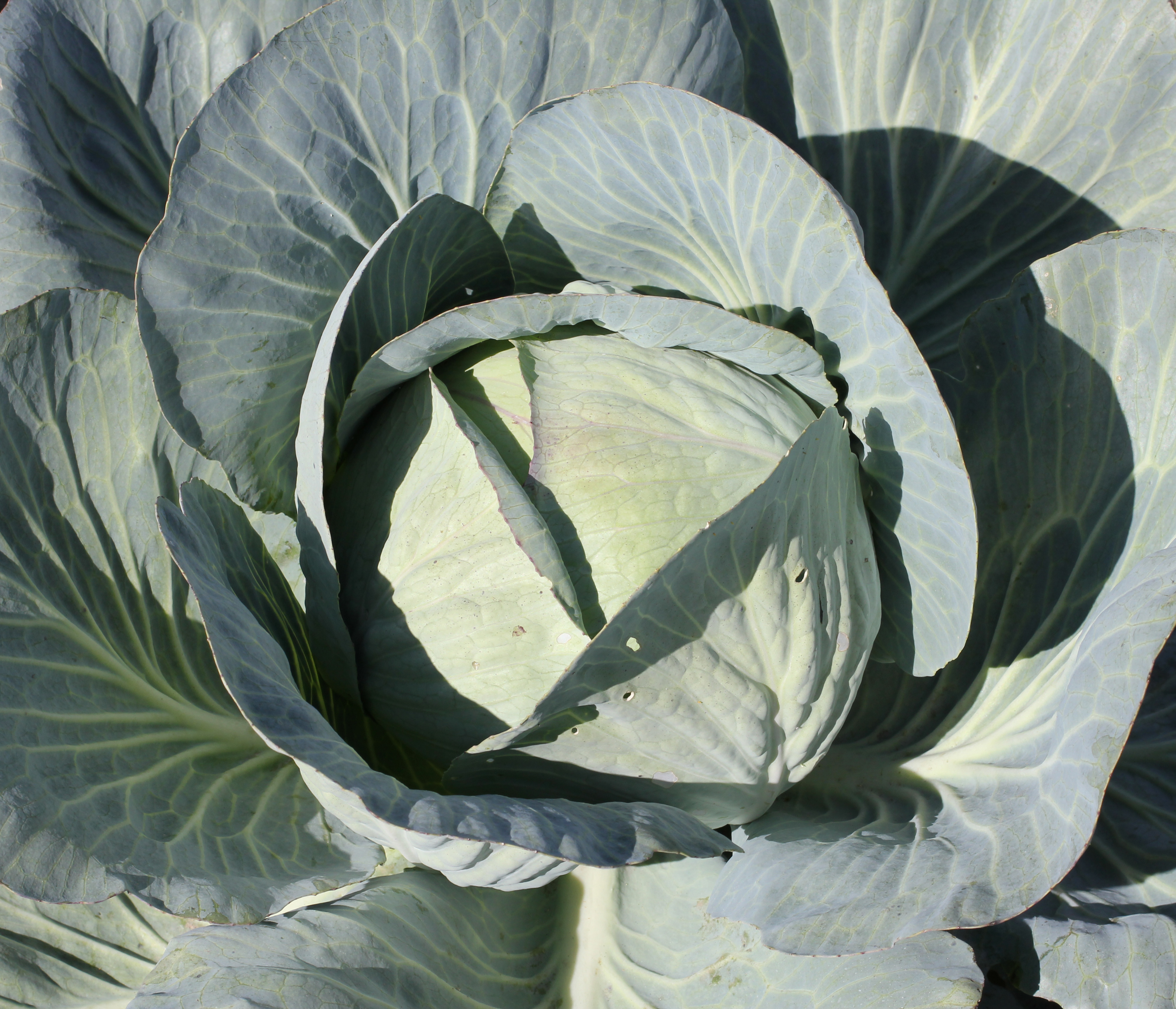 Brassica oleracea 2011 G1