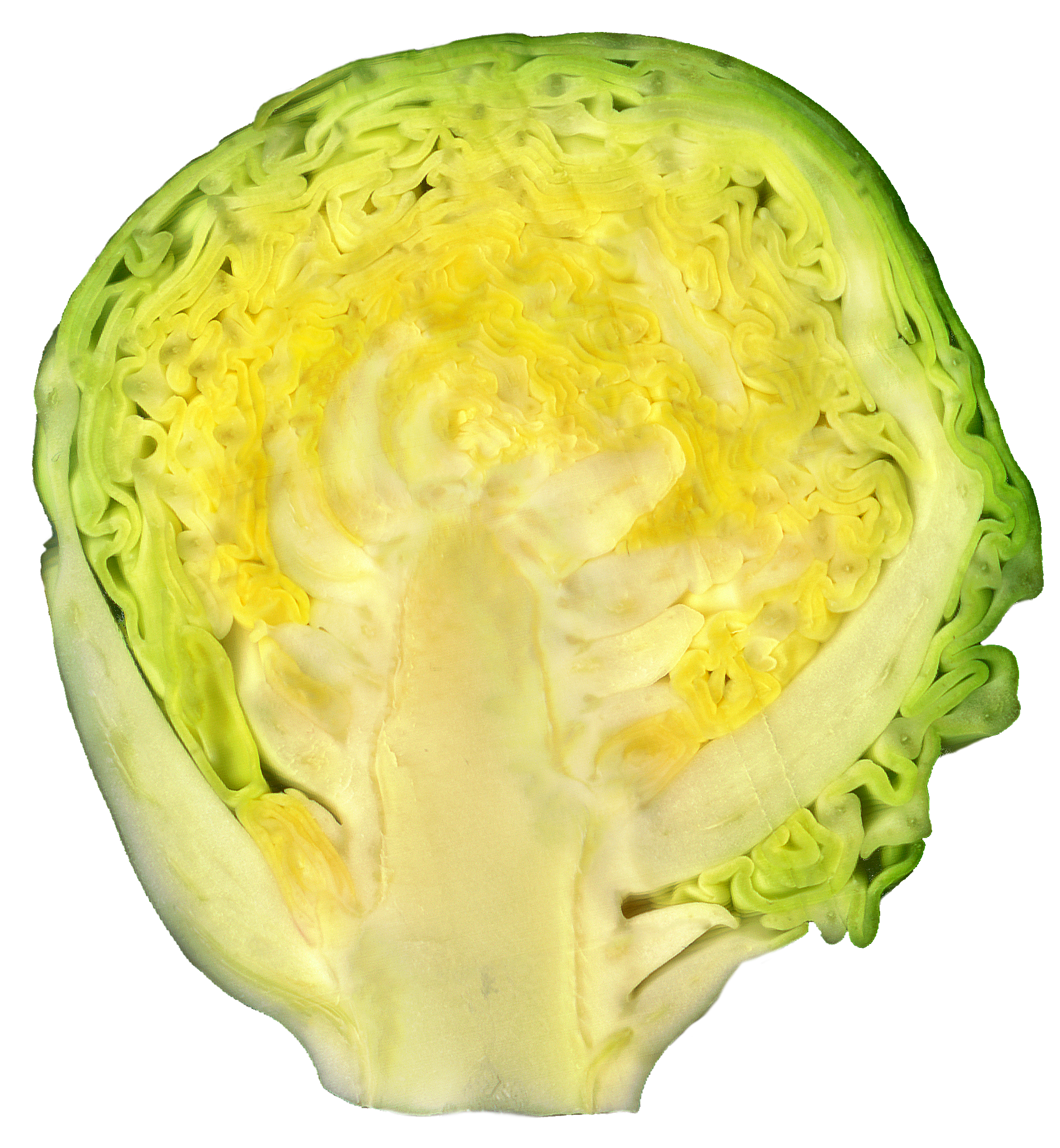 Brussel Sprouts - geograph.org.uk - 1230299