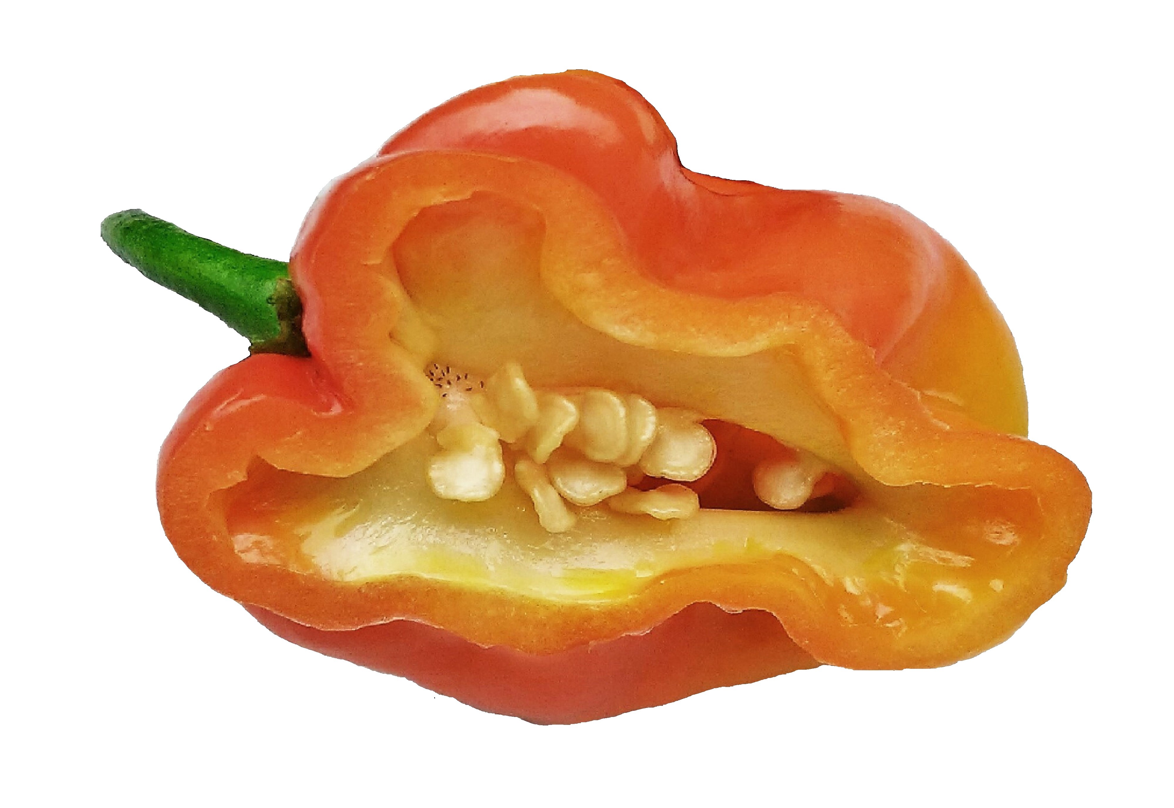 Capsicum chinense on white background