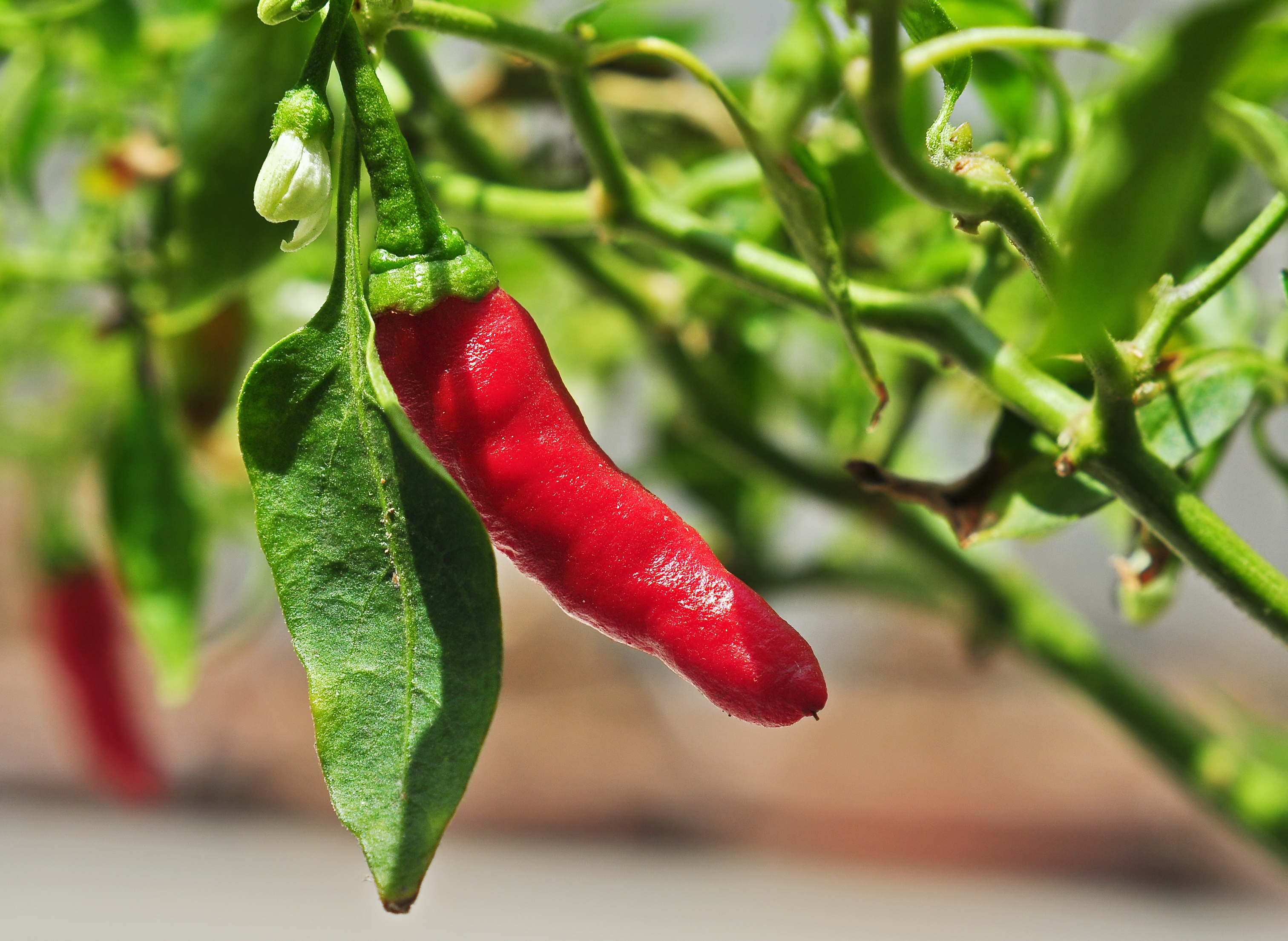 Capsicum frutescens, Burdwan, West Bengal, India 03 05 2013