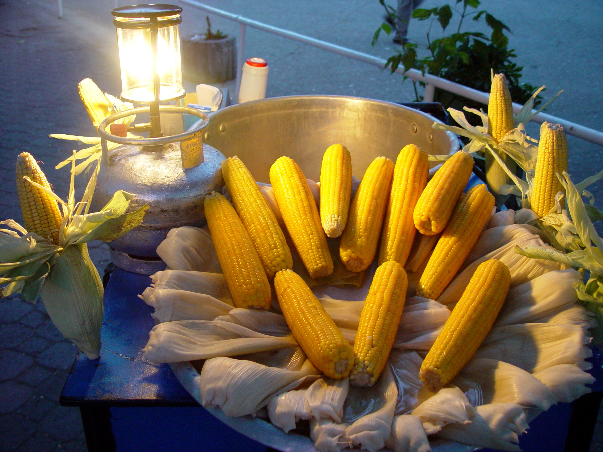 Corn 01623 Nevit