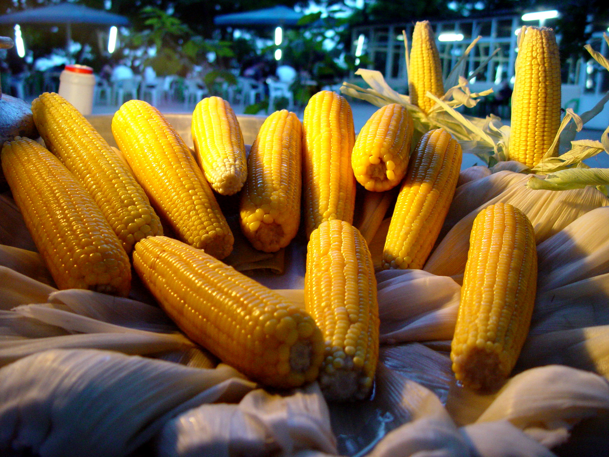 Corn 01625 Nevit