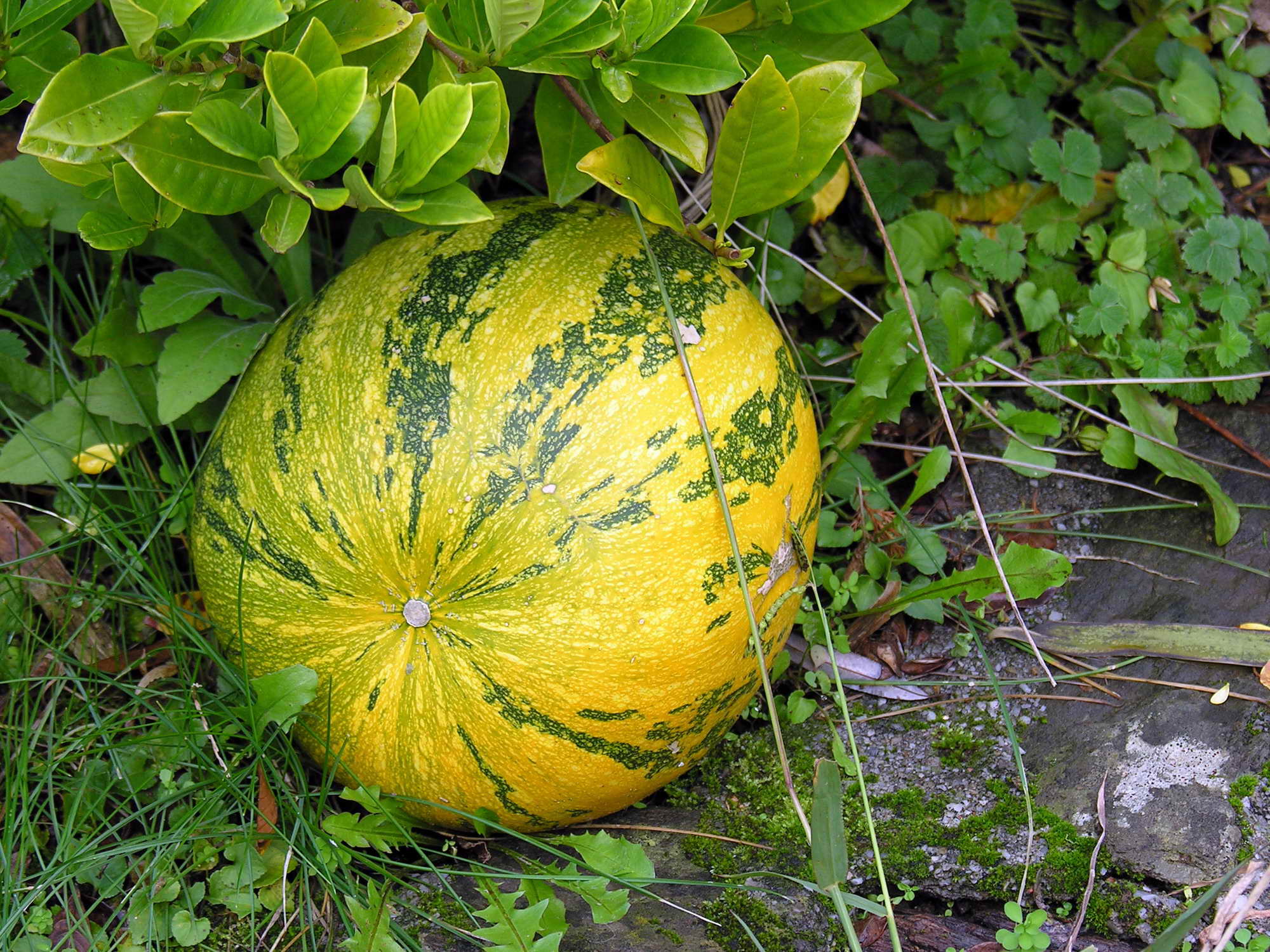 Cucurbita maxima Cabaza GFDL