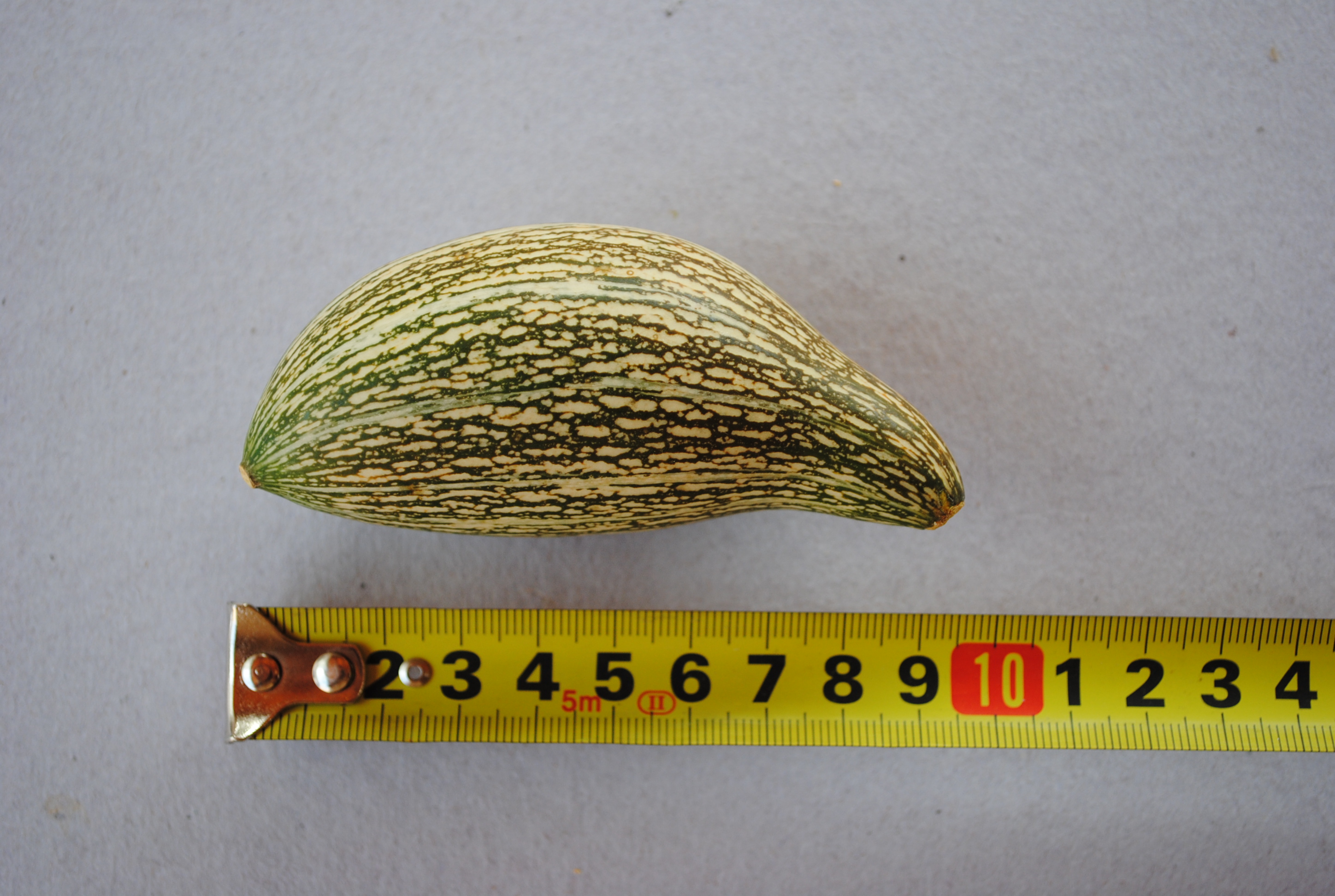 Cucurbita maxima ssp andreana accesion Nº 140 UNR