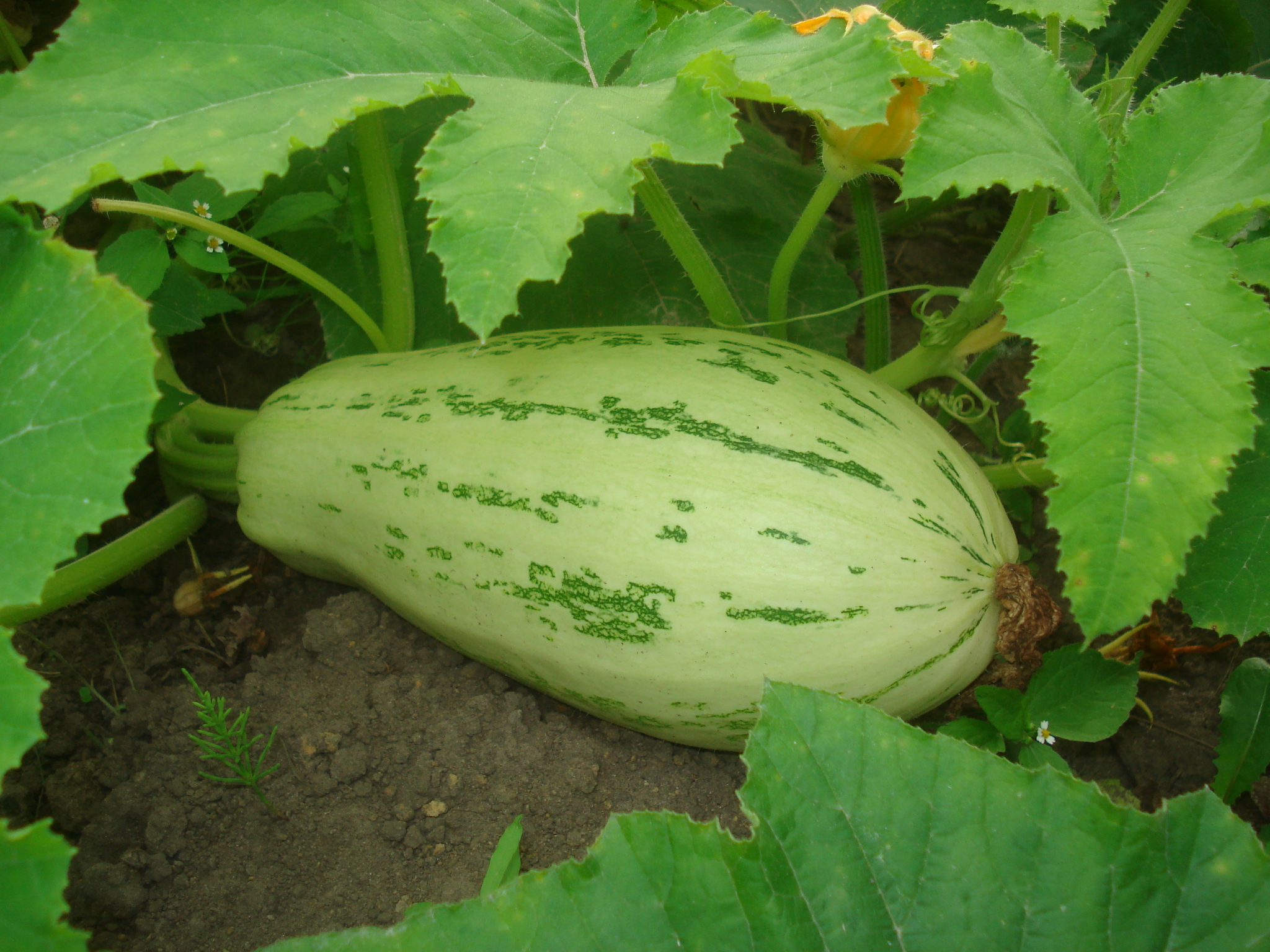 Cucurbita pepo ssp. pepo convar. giromontiina 02