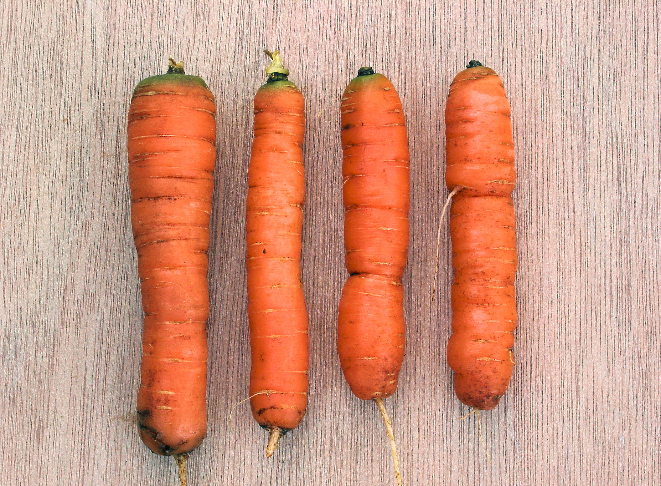 Daucus carota Wortel Amsterdamse bak gladheid