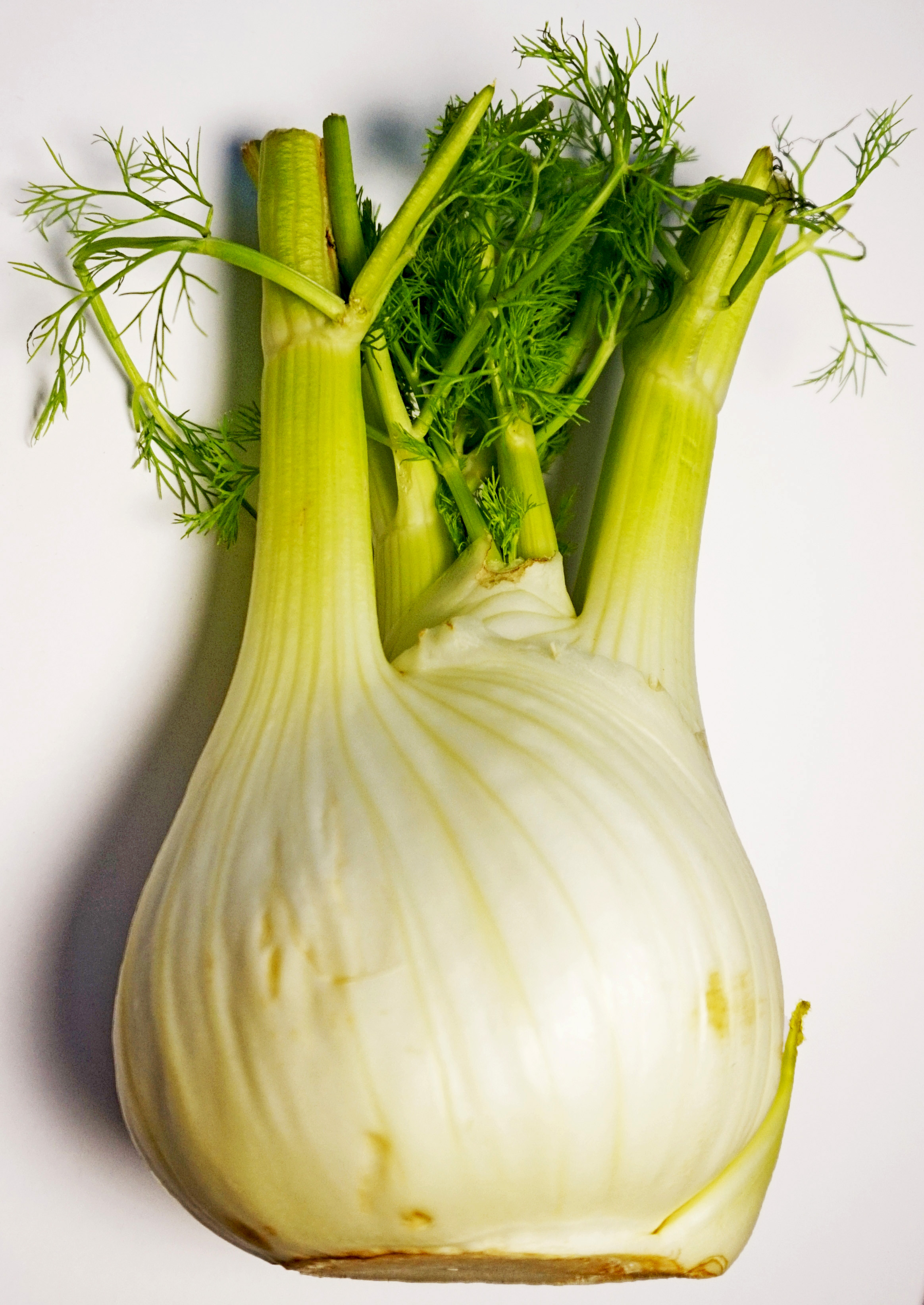 Fennel bulb