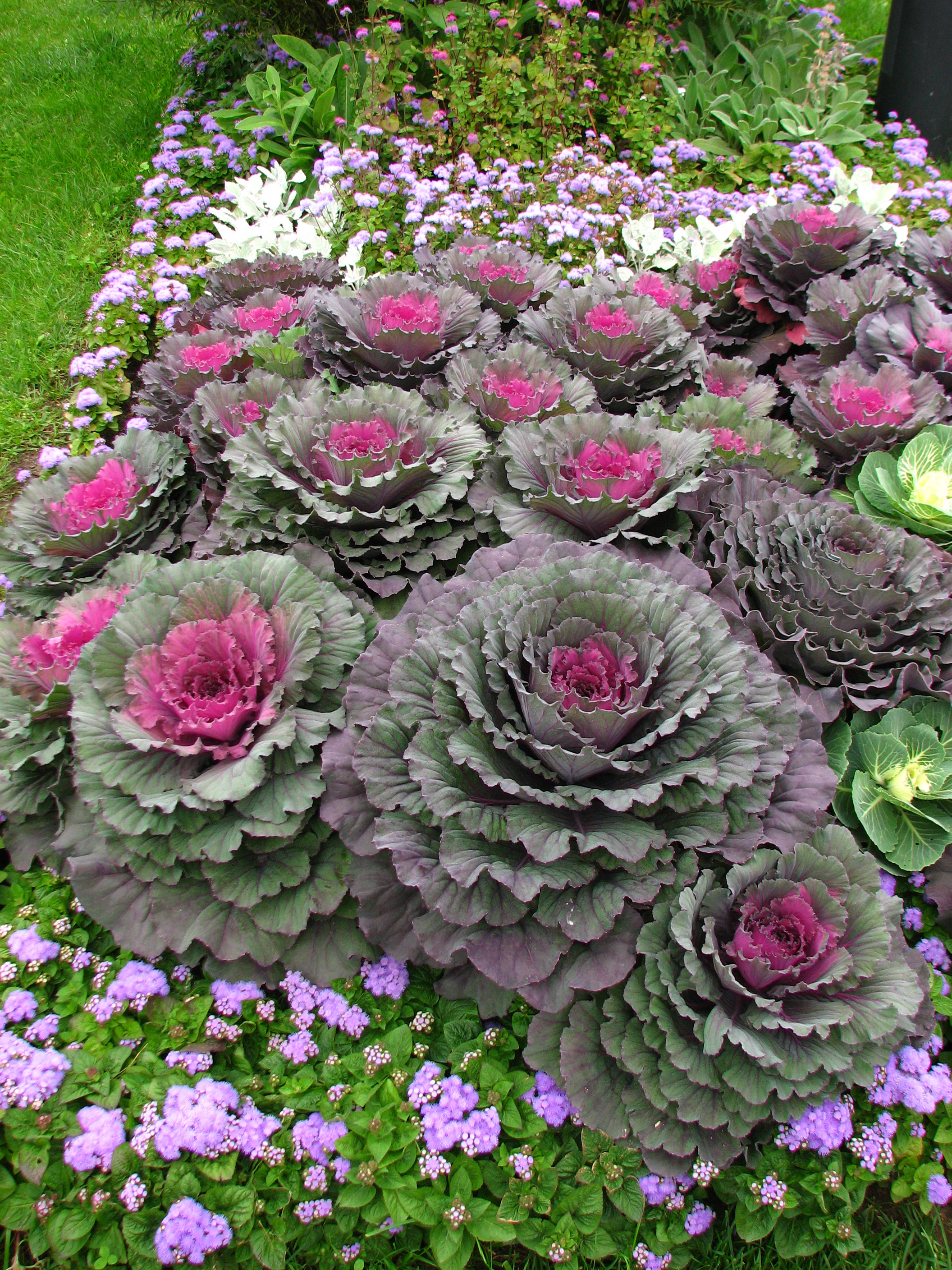 Flowerbeds in apple orchard (Kolomenskoye) 04