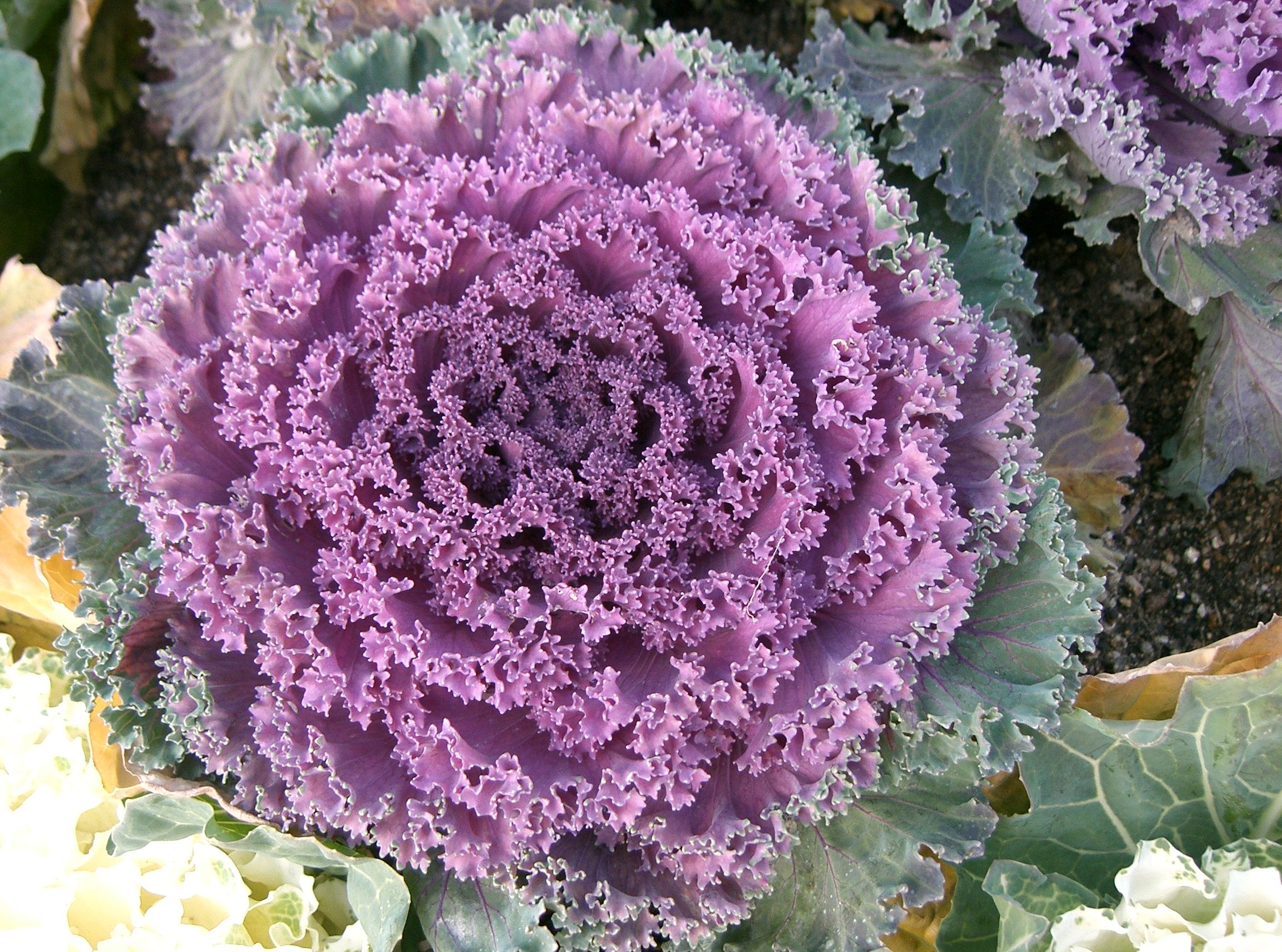 Flowering cabbage5