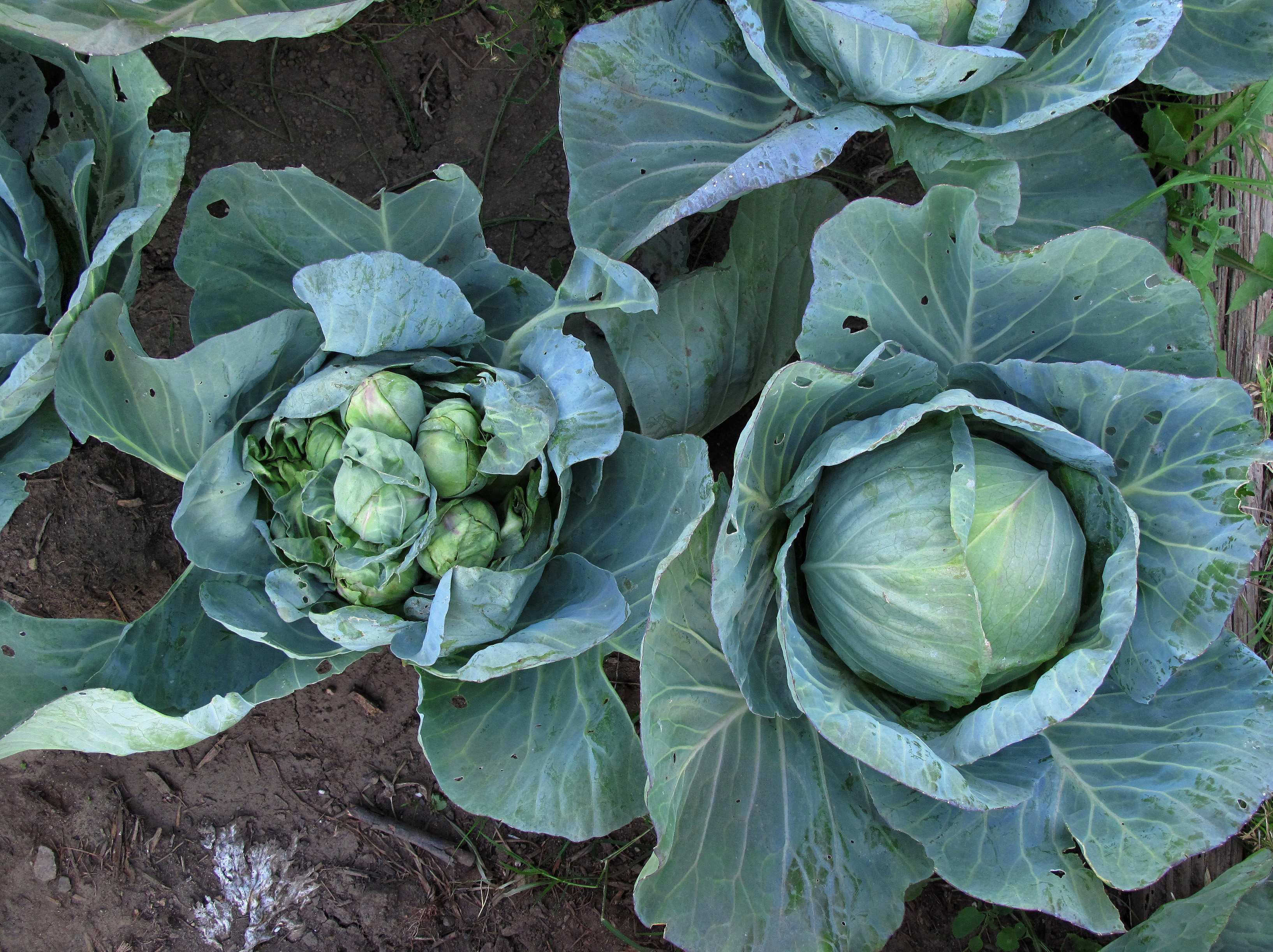 Freak cabbage