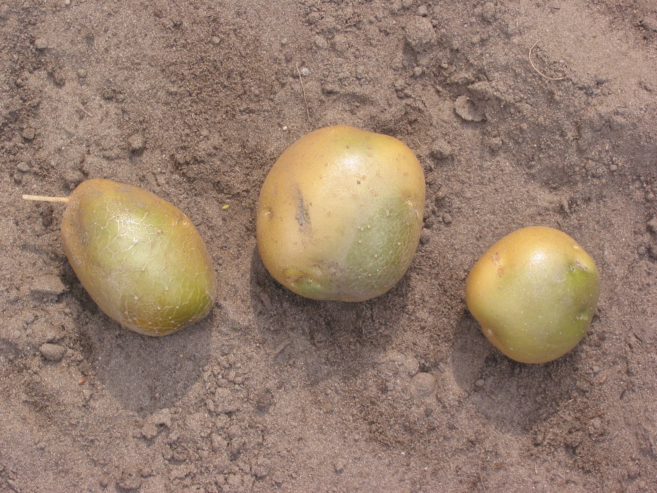 Groene aardappels 'Doré' (Solanum tuberosum 'Doré')