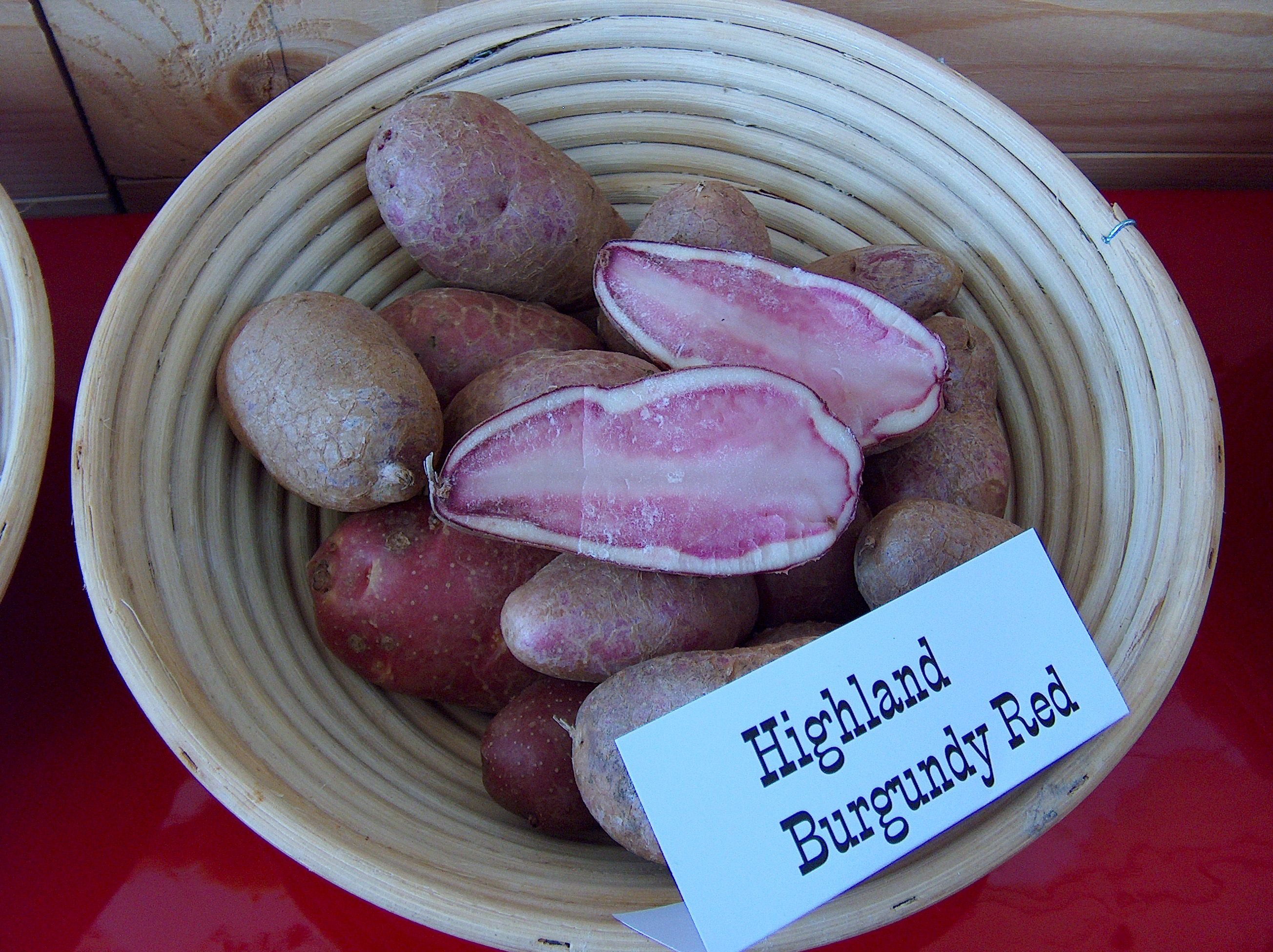 Highland Burgundy Red