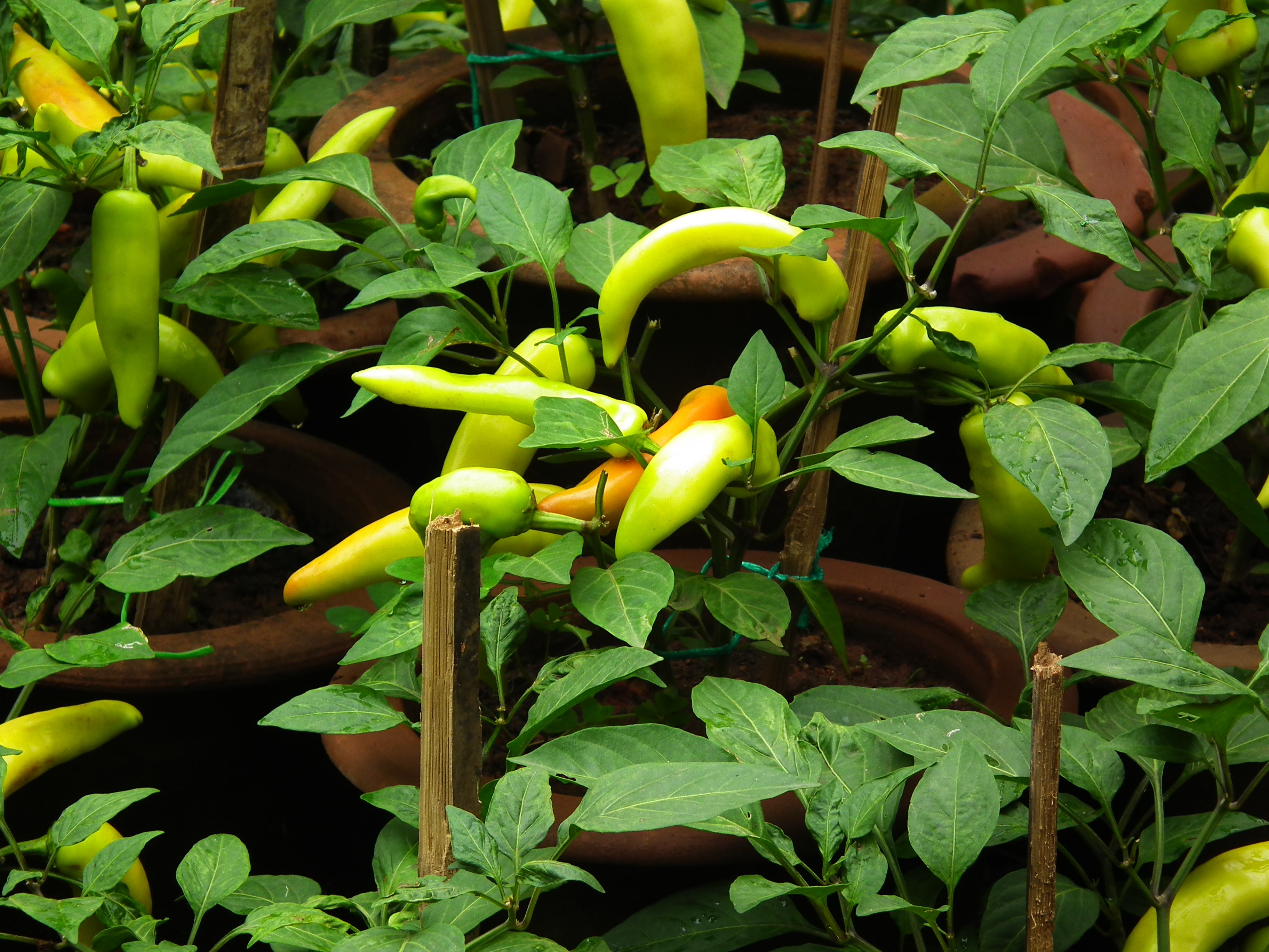 Hungarian chilli from Lalbagh Flower Show August 2012 4811
