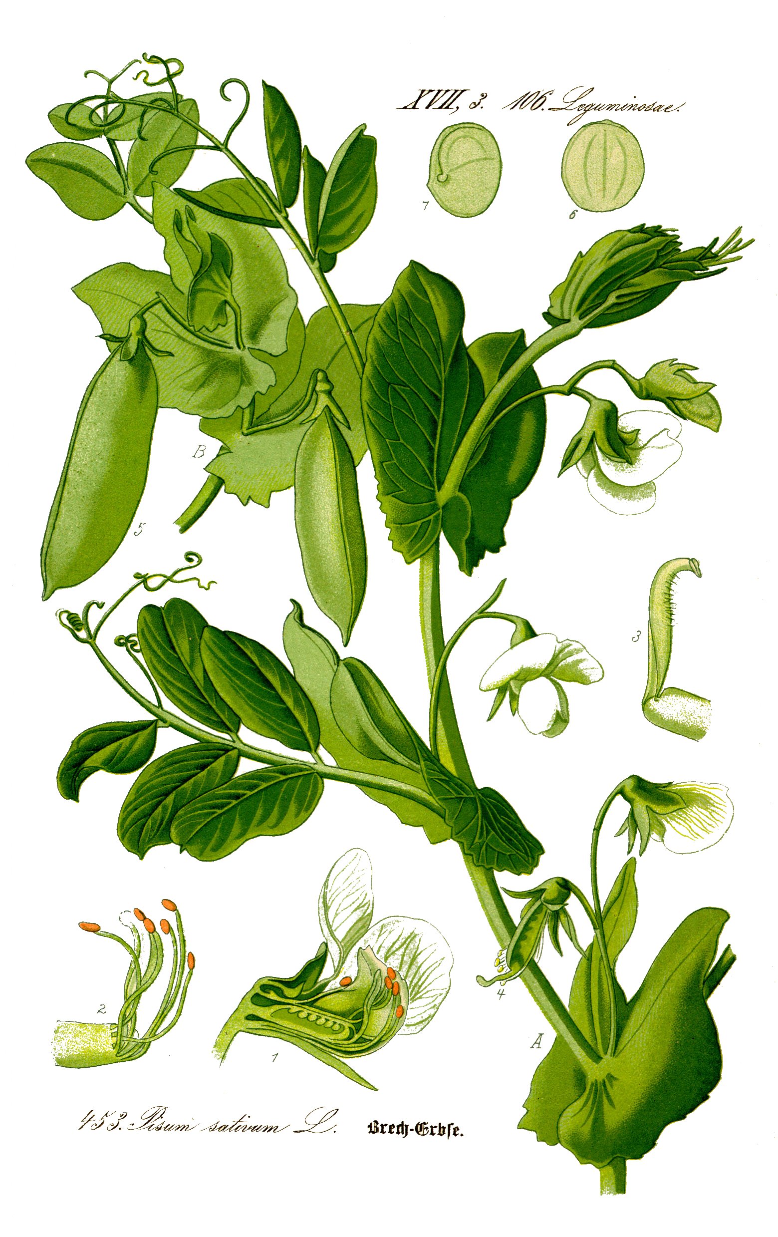 Illustration Pisum sativum0 clean