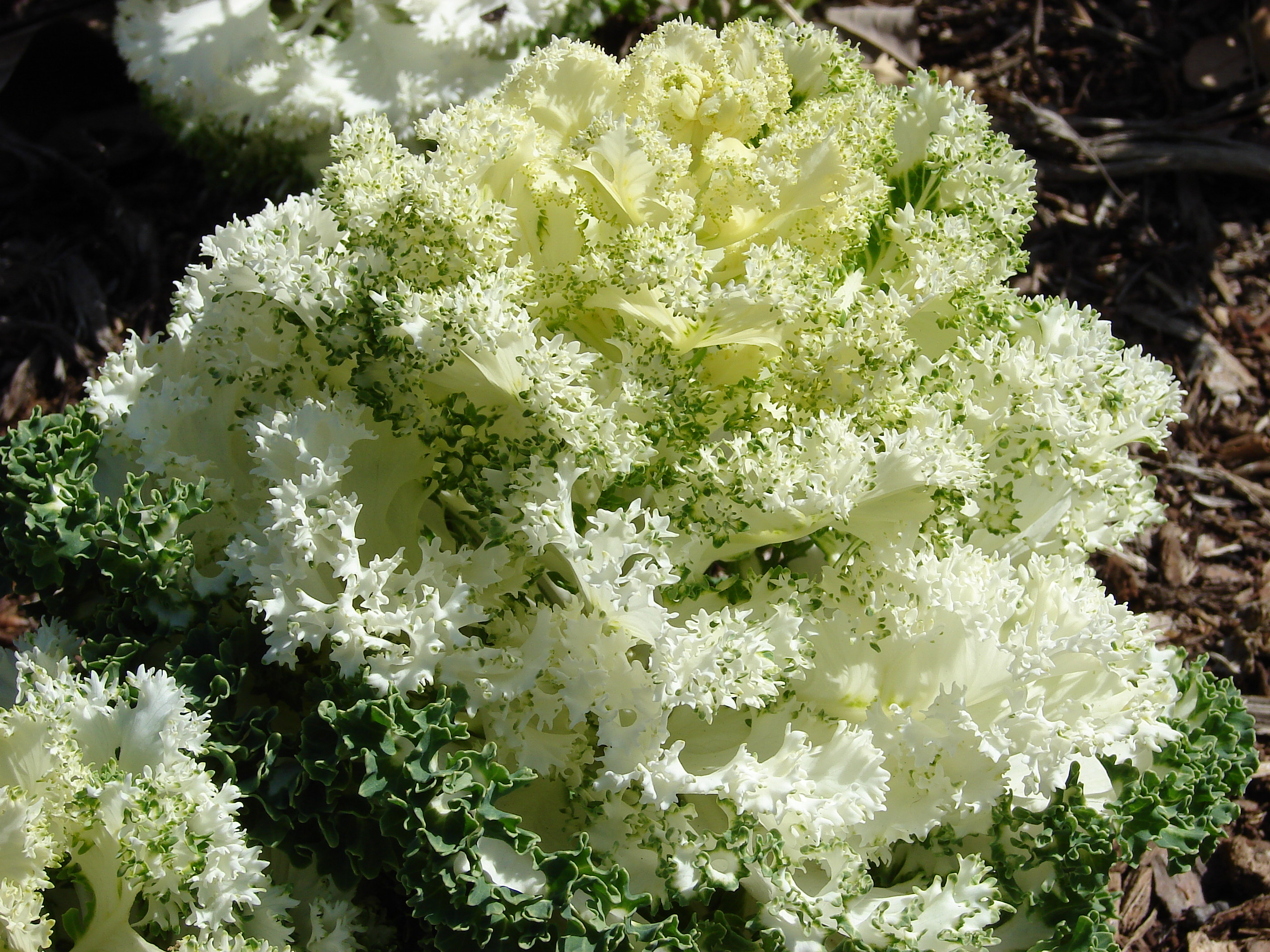 Kale-6513