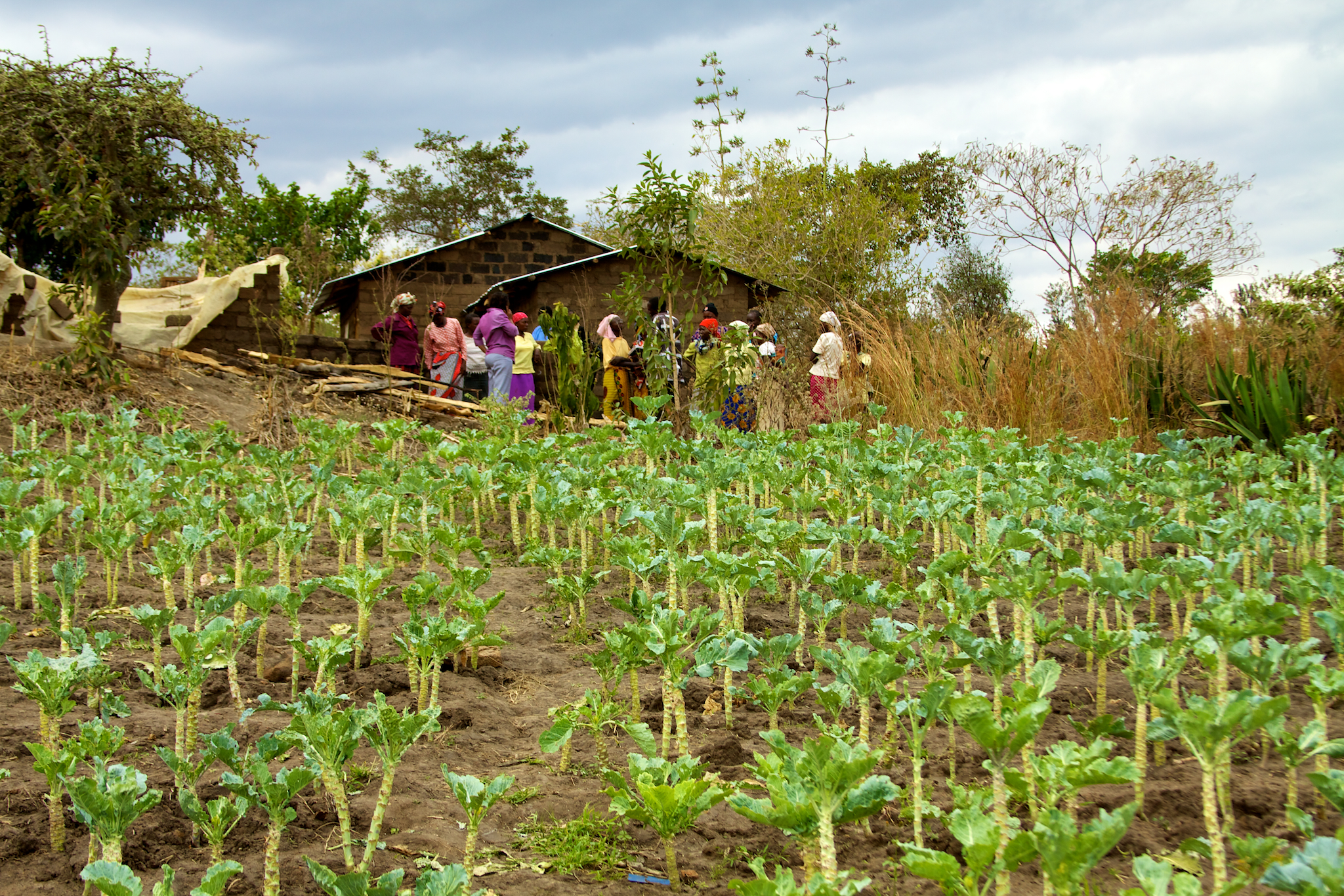 Kale plot in Kenya