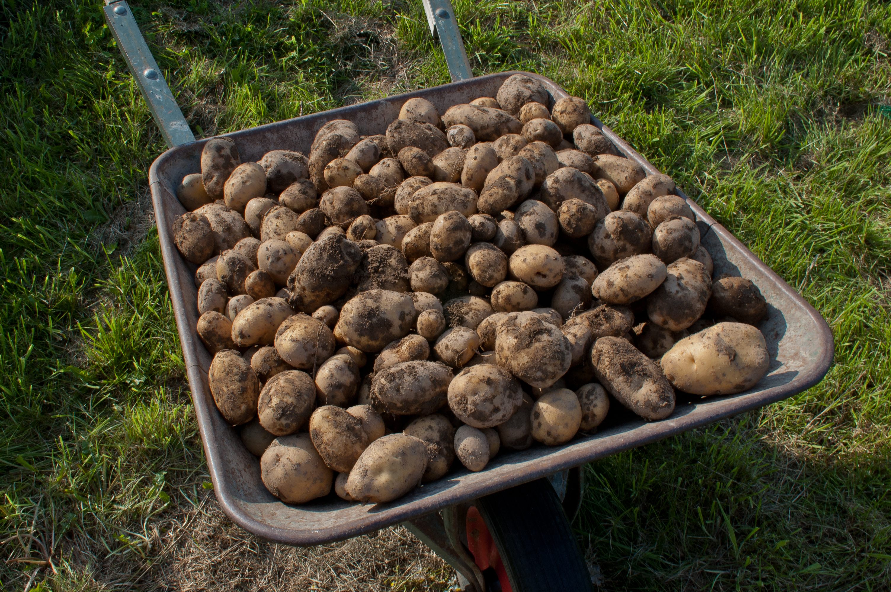 Kartoffelernte V