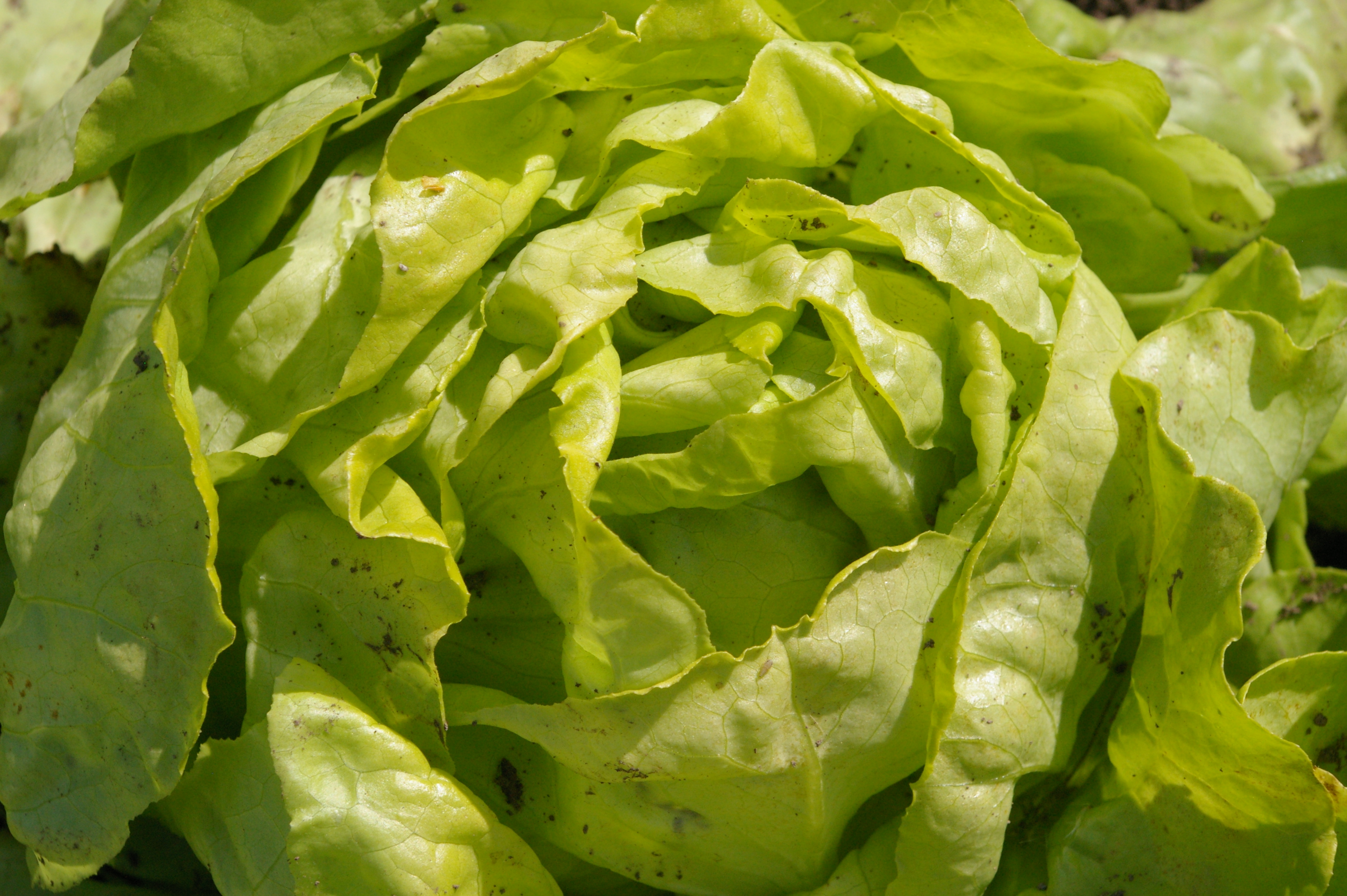 Kopfsalat(1)