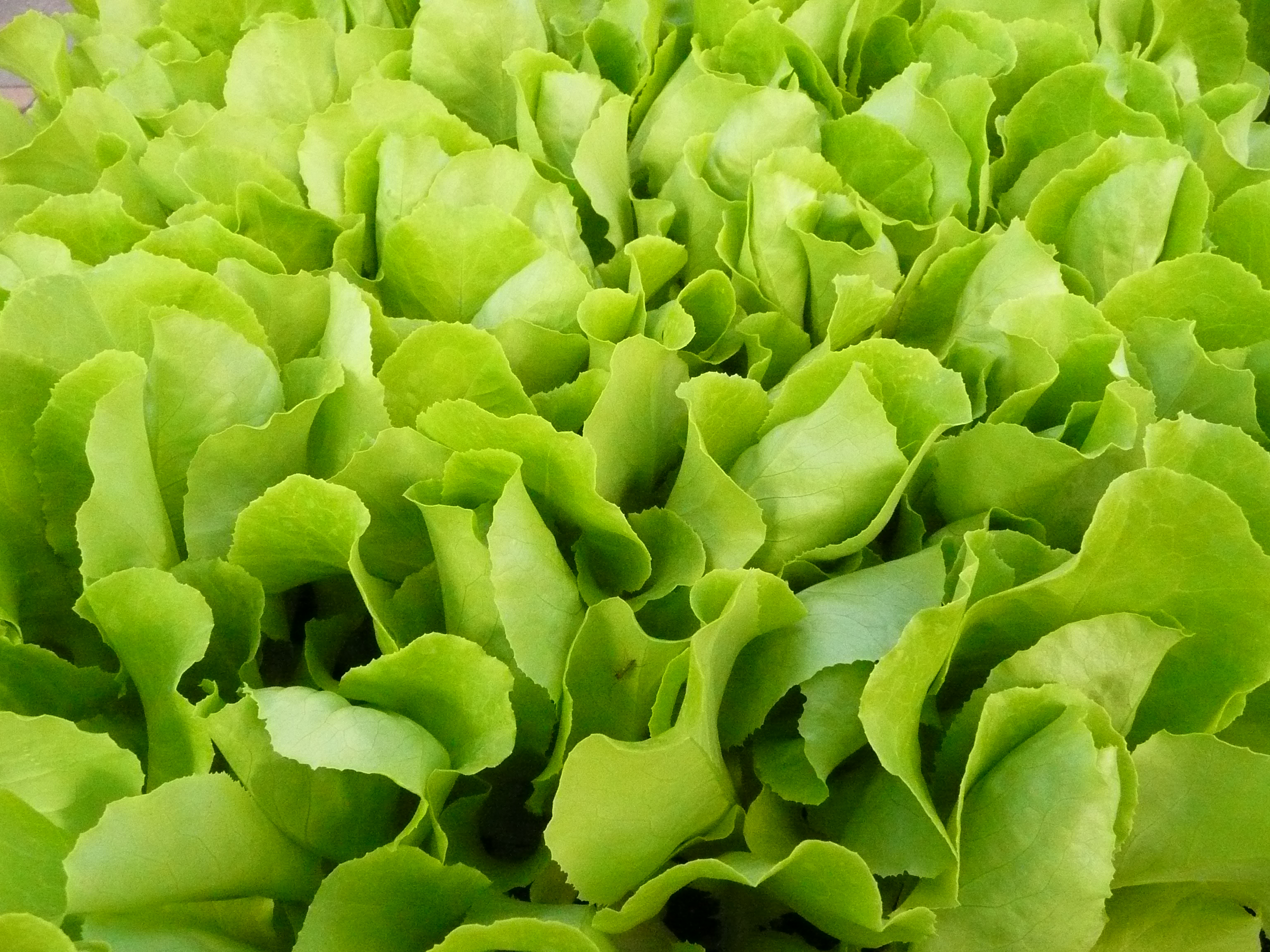 Kopfsalat Setzlinge