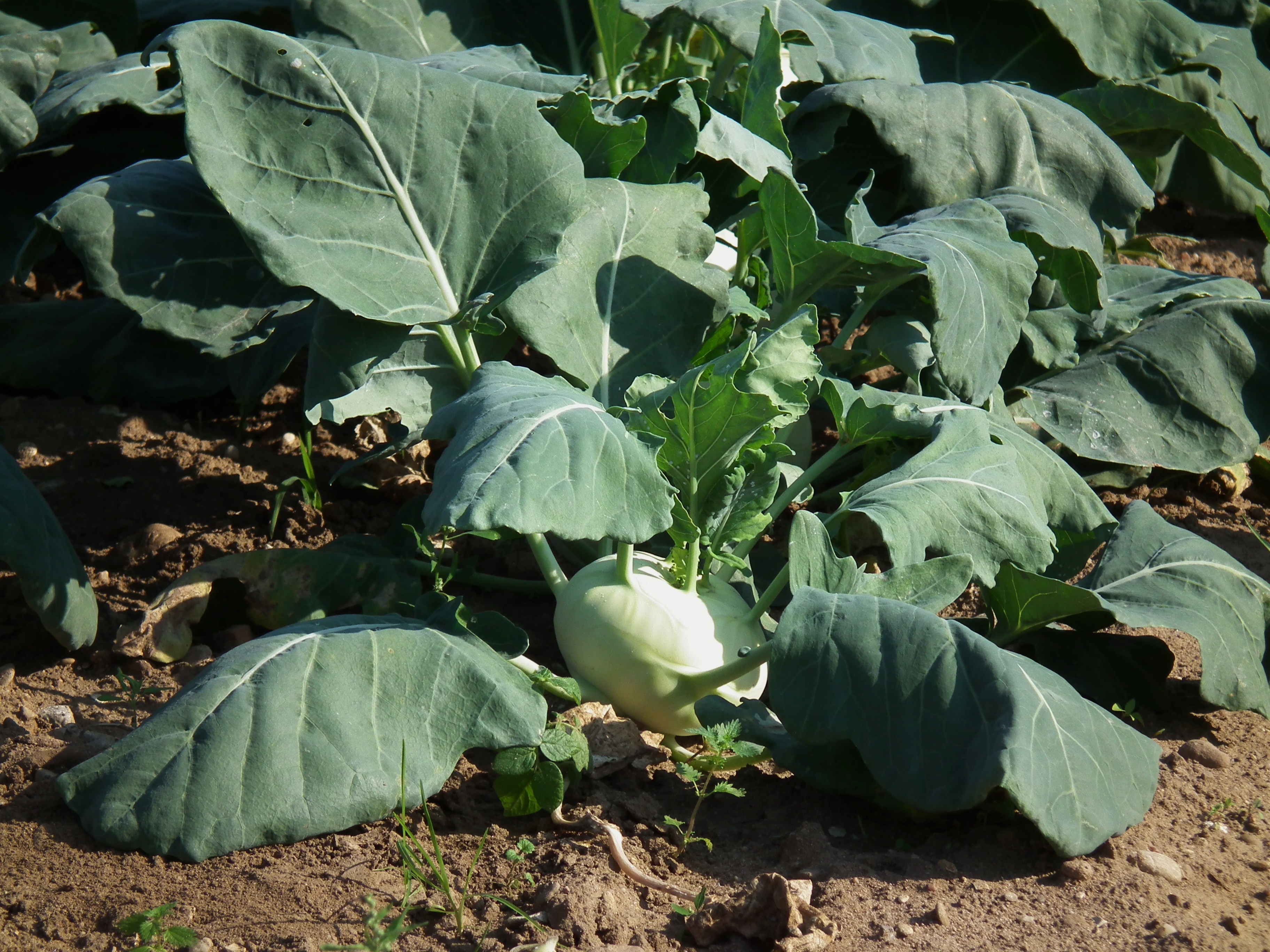 Kurpfalzhof Kohlrabi Oktober 2011