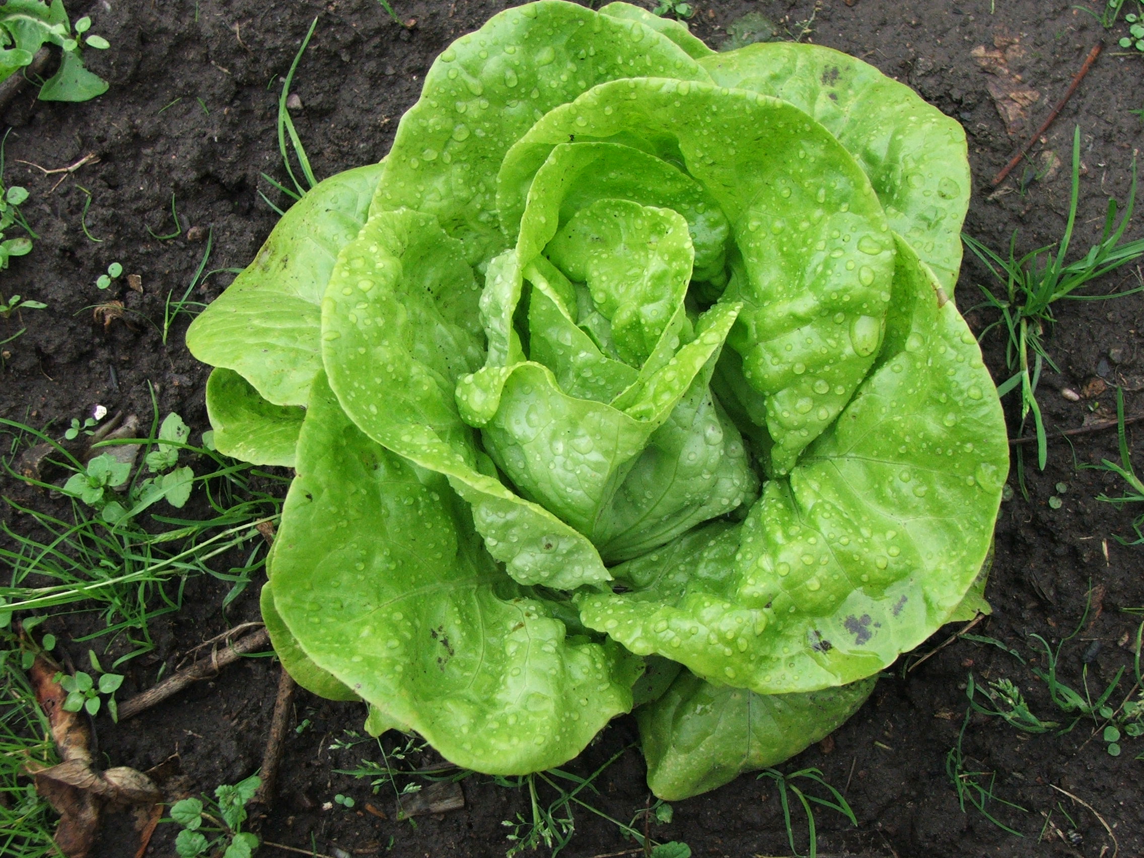 Lactuca sativa-whole plant top