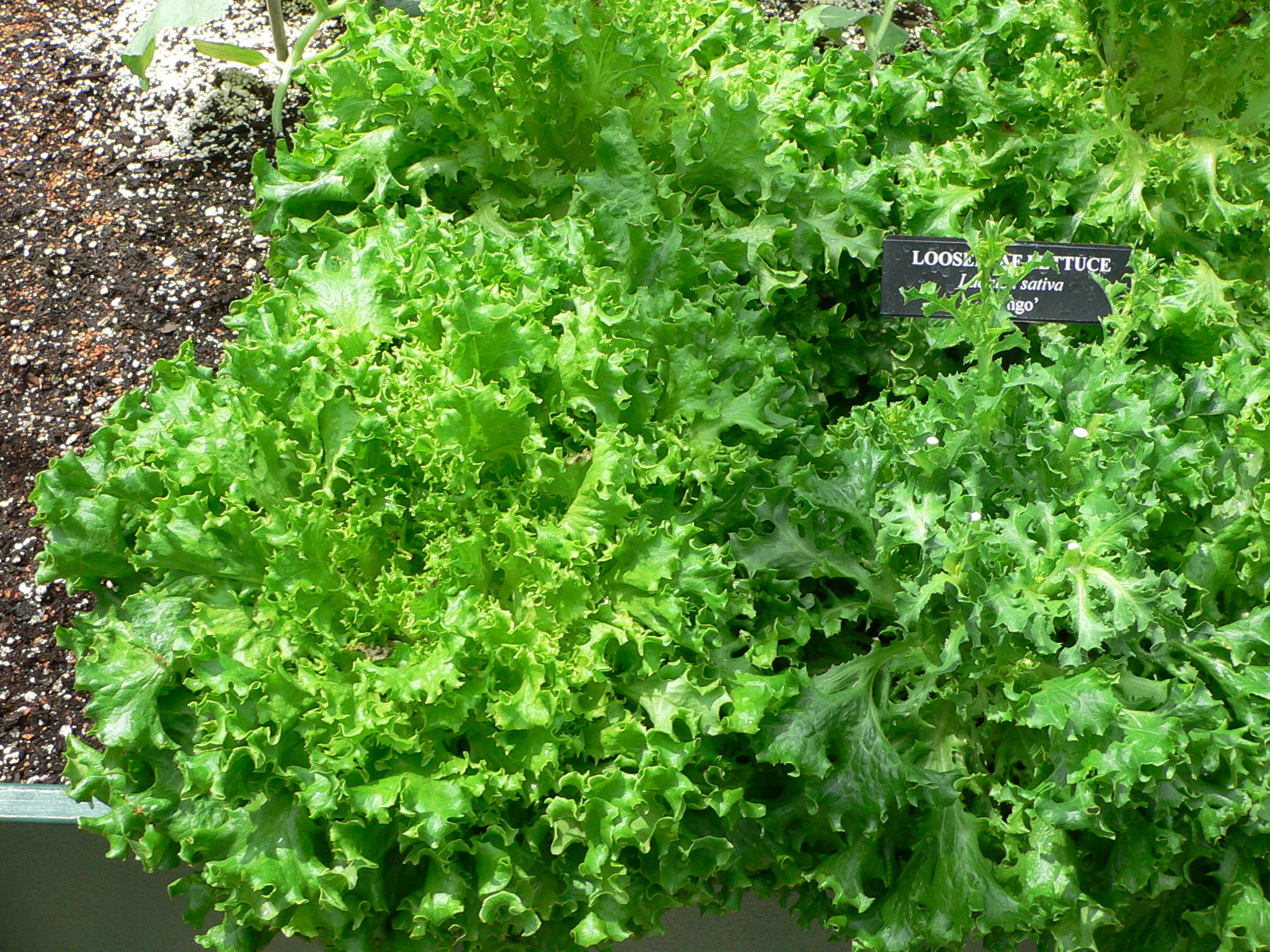 Lactuca sativa var tango 3