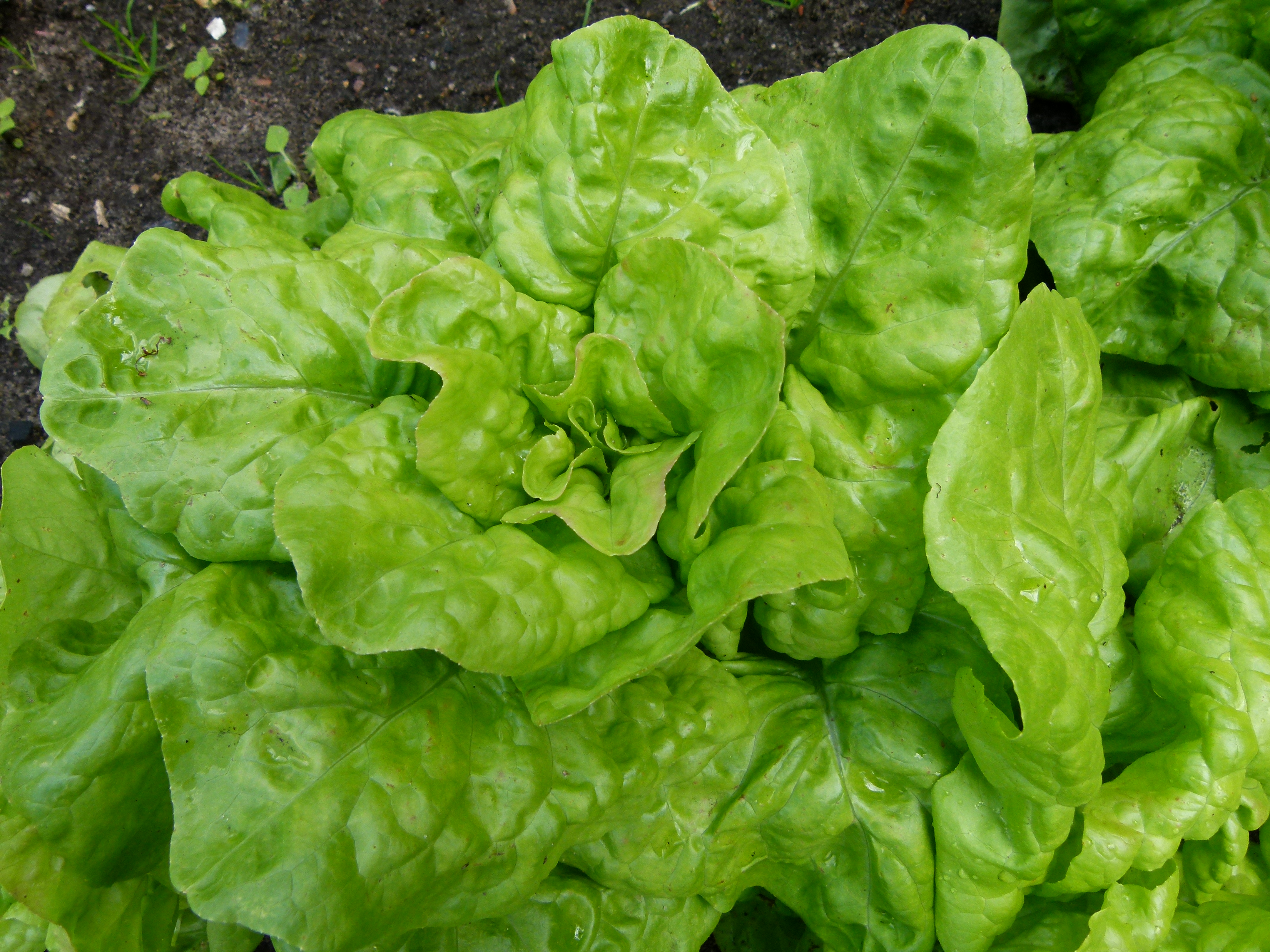 Laitue du jardin