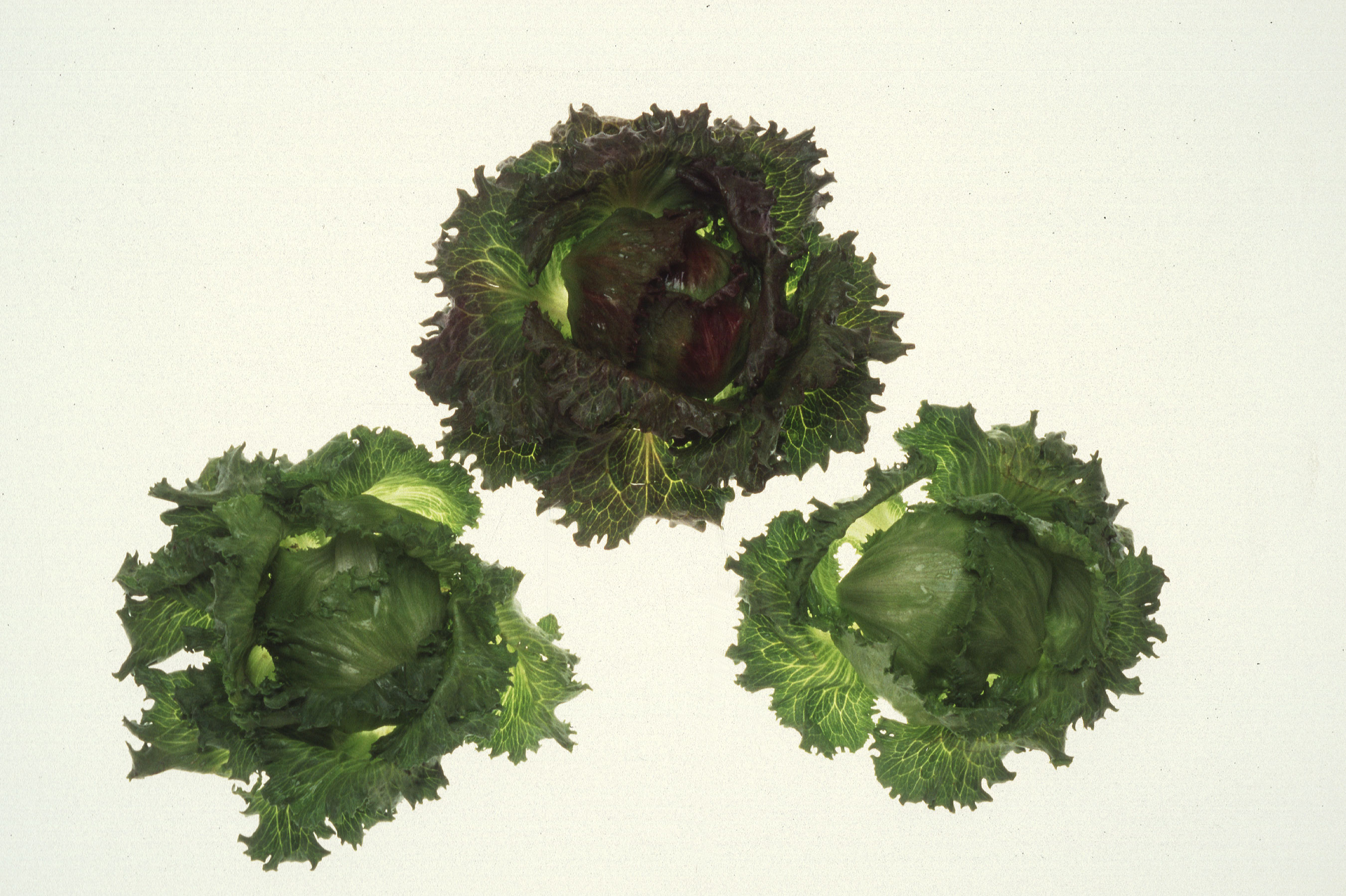 Lettuce iceberg variety from Salinas valley California