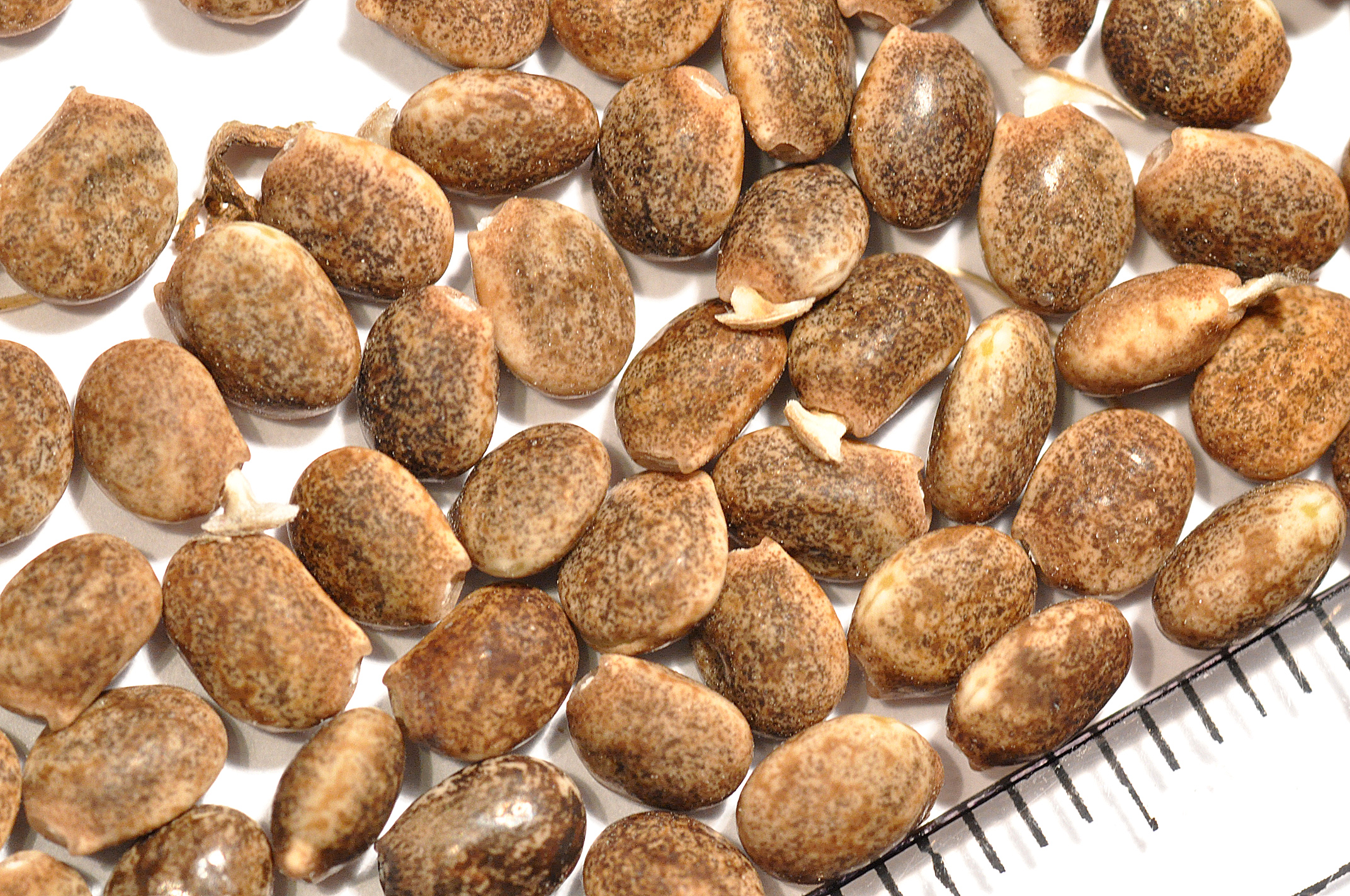 Lupinus seeds 001