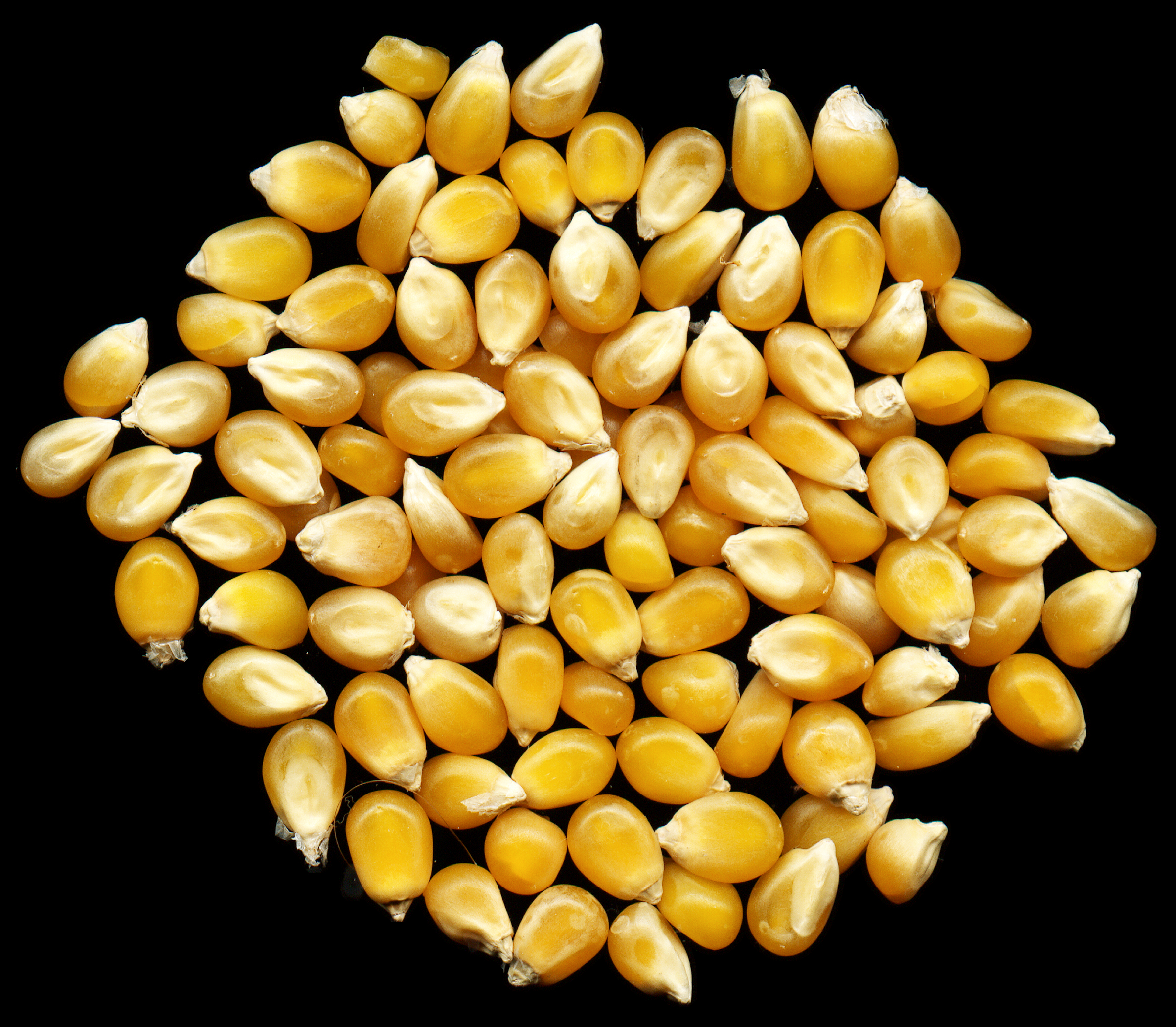 Maize Corn