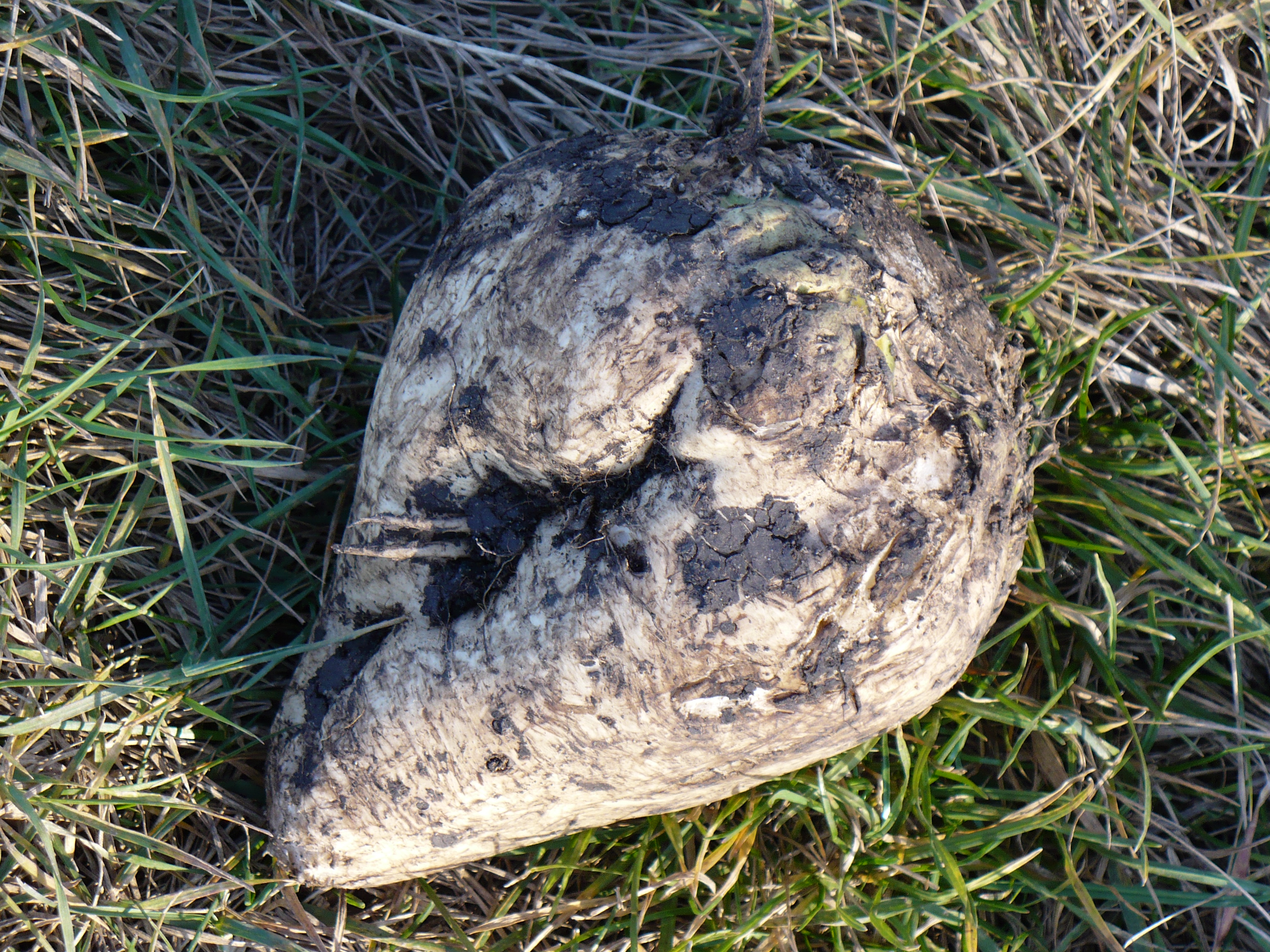 OneSugarBeet2