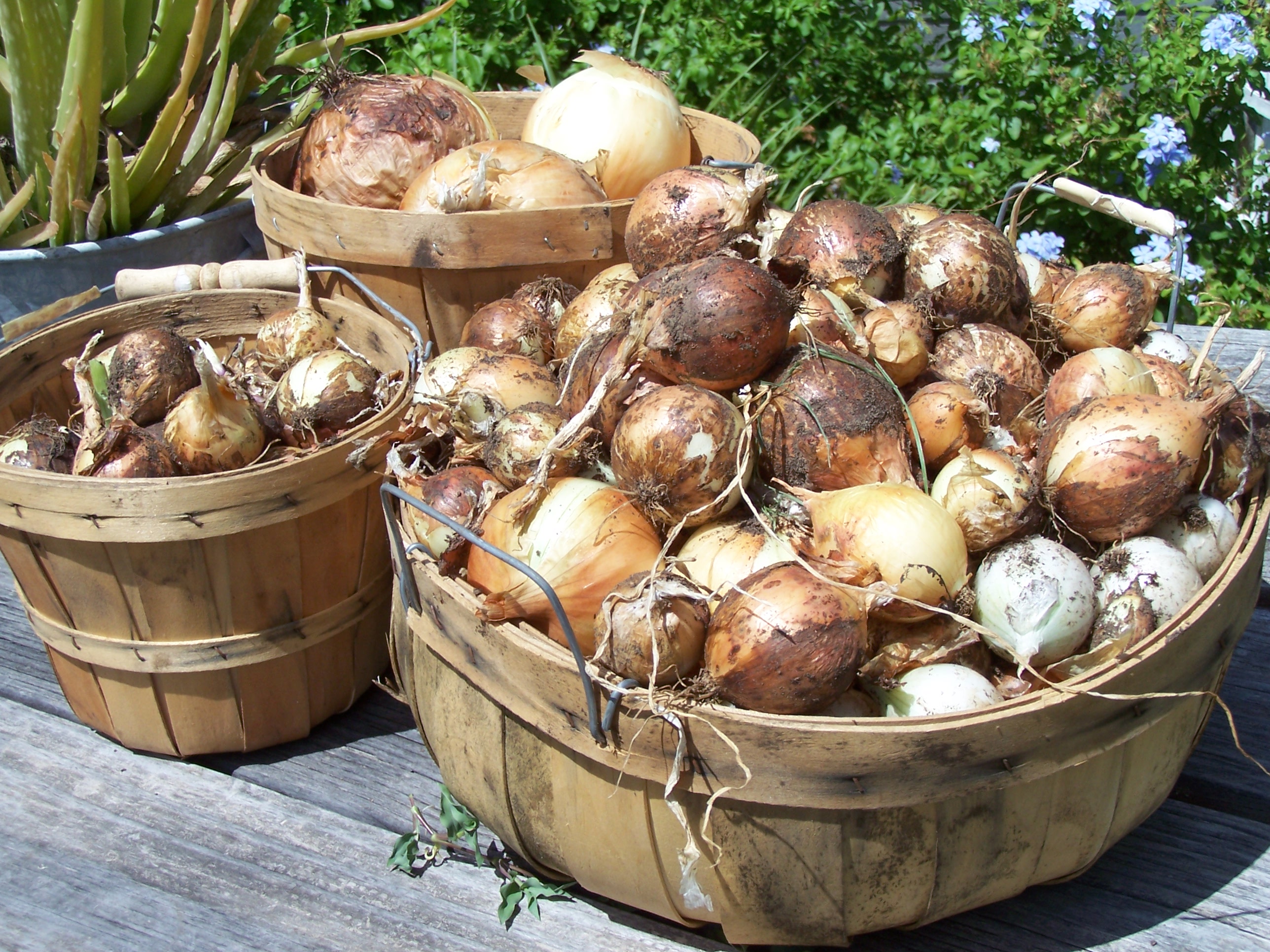 Onions2