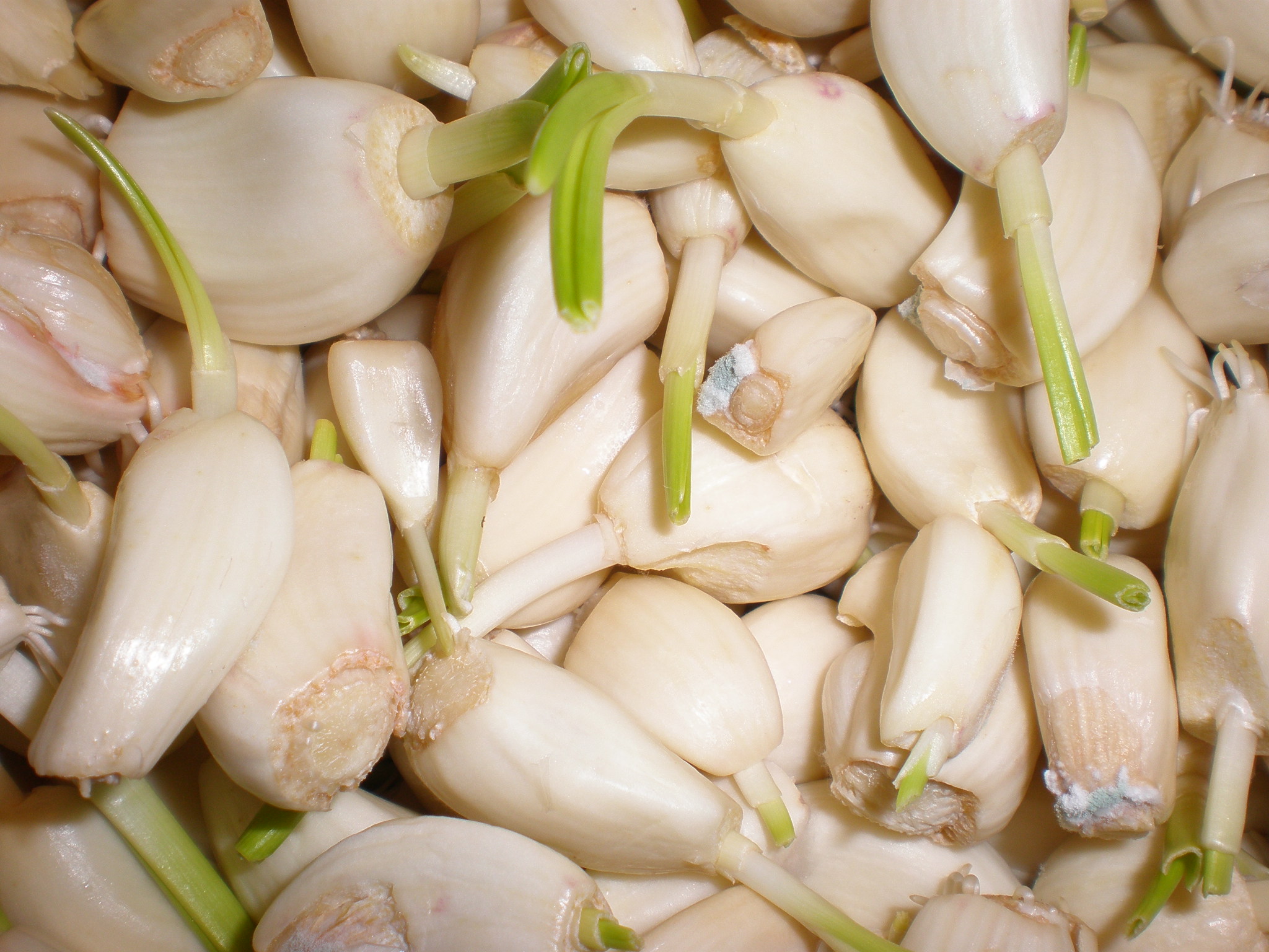 Overripe peeled garlic cloves