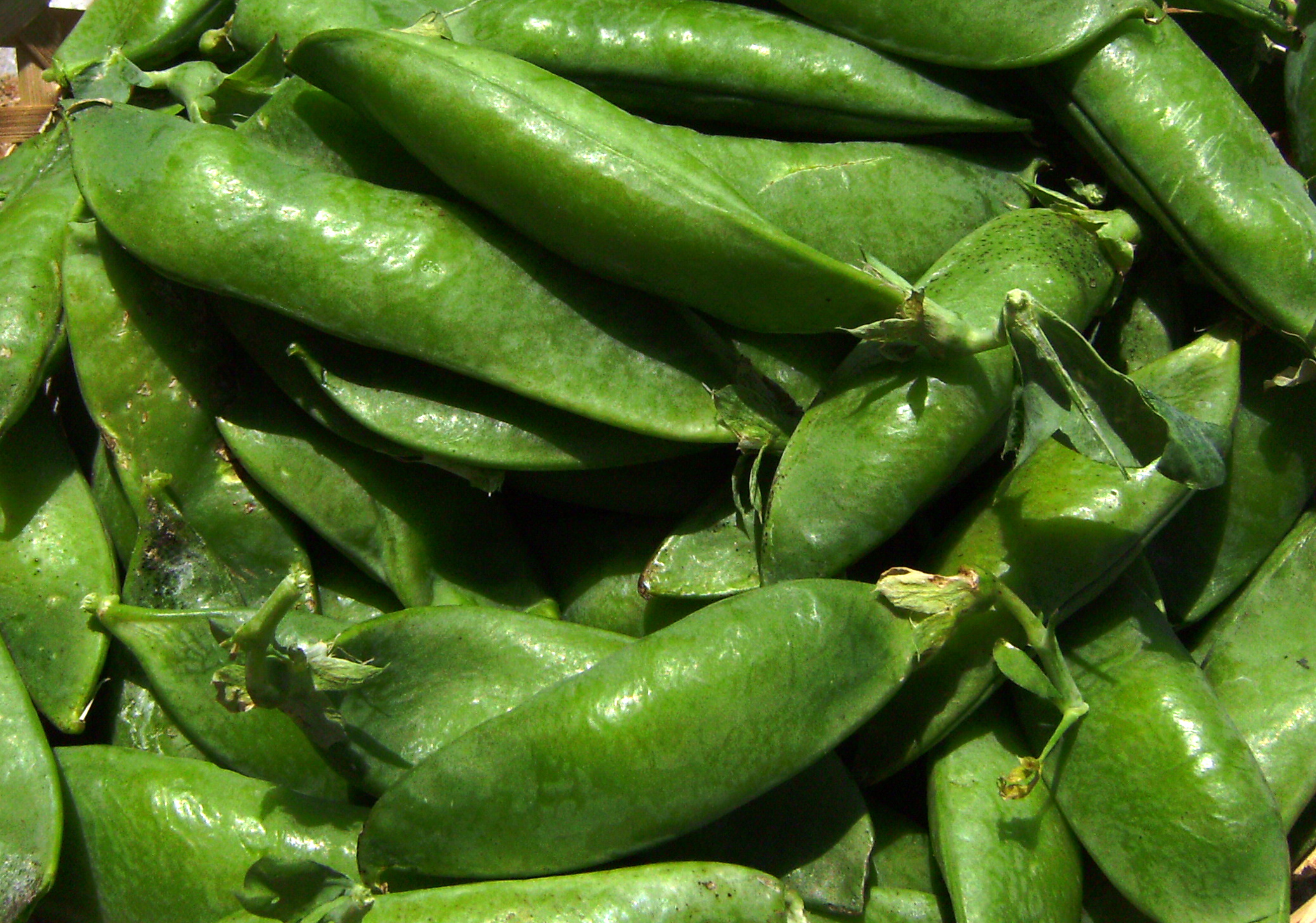 Pèsols en tavella