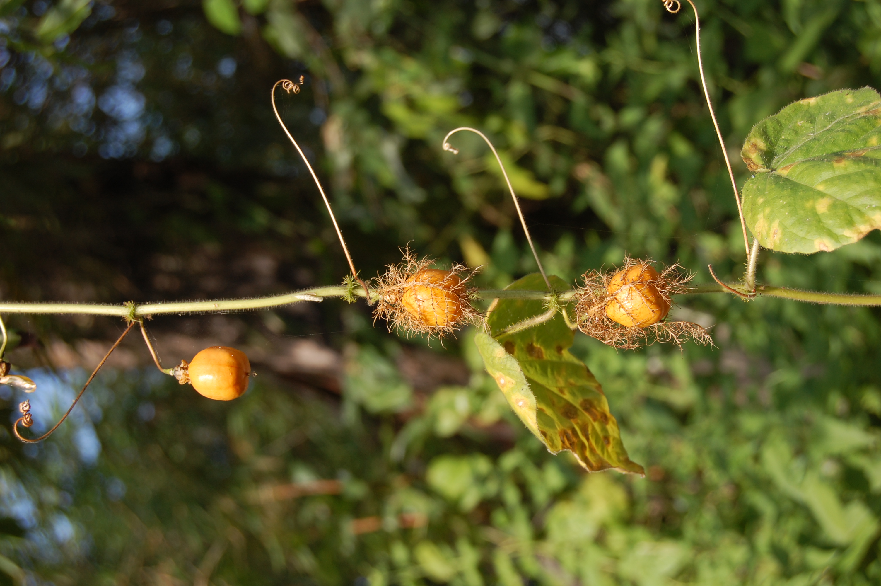 Passiflora foetida fruits01