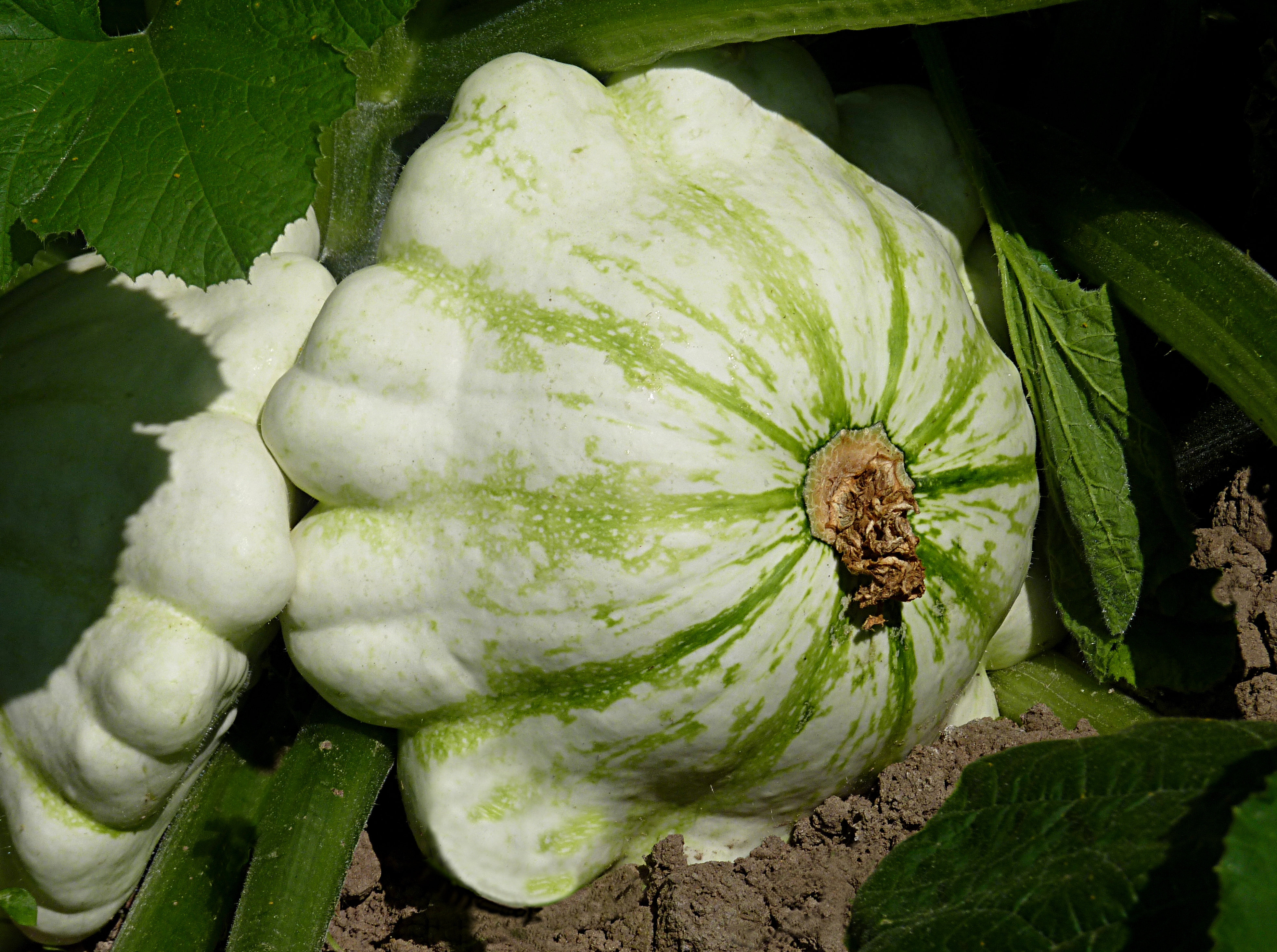 Pattypan squash J1