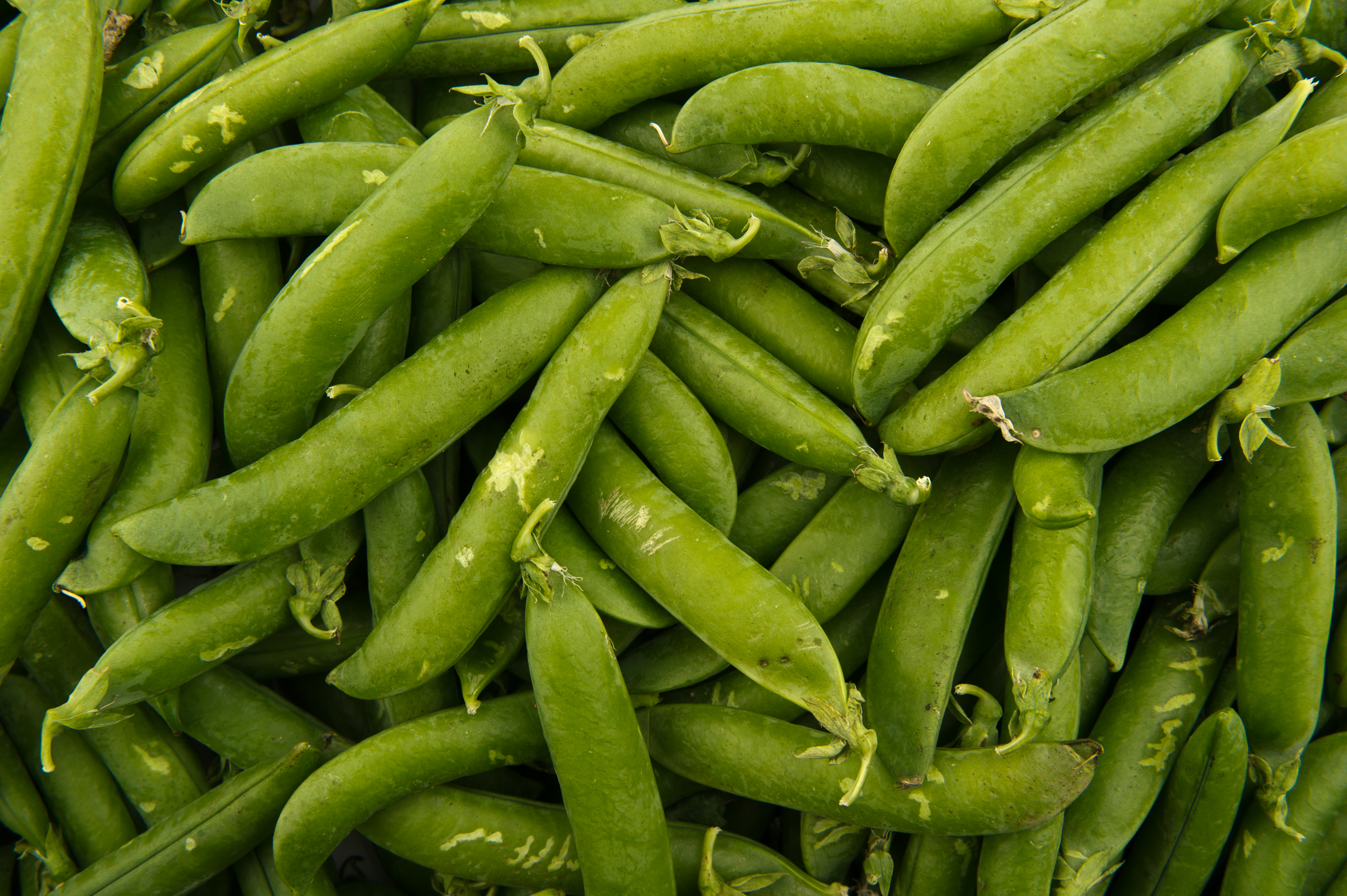 Peas - Studio - 2011