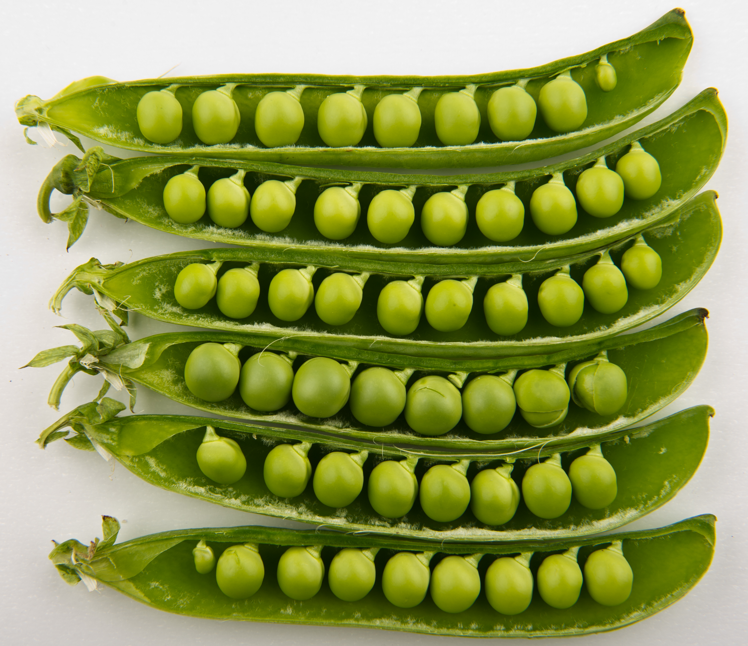 Peas in pods - Studio