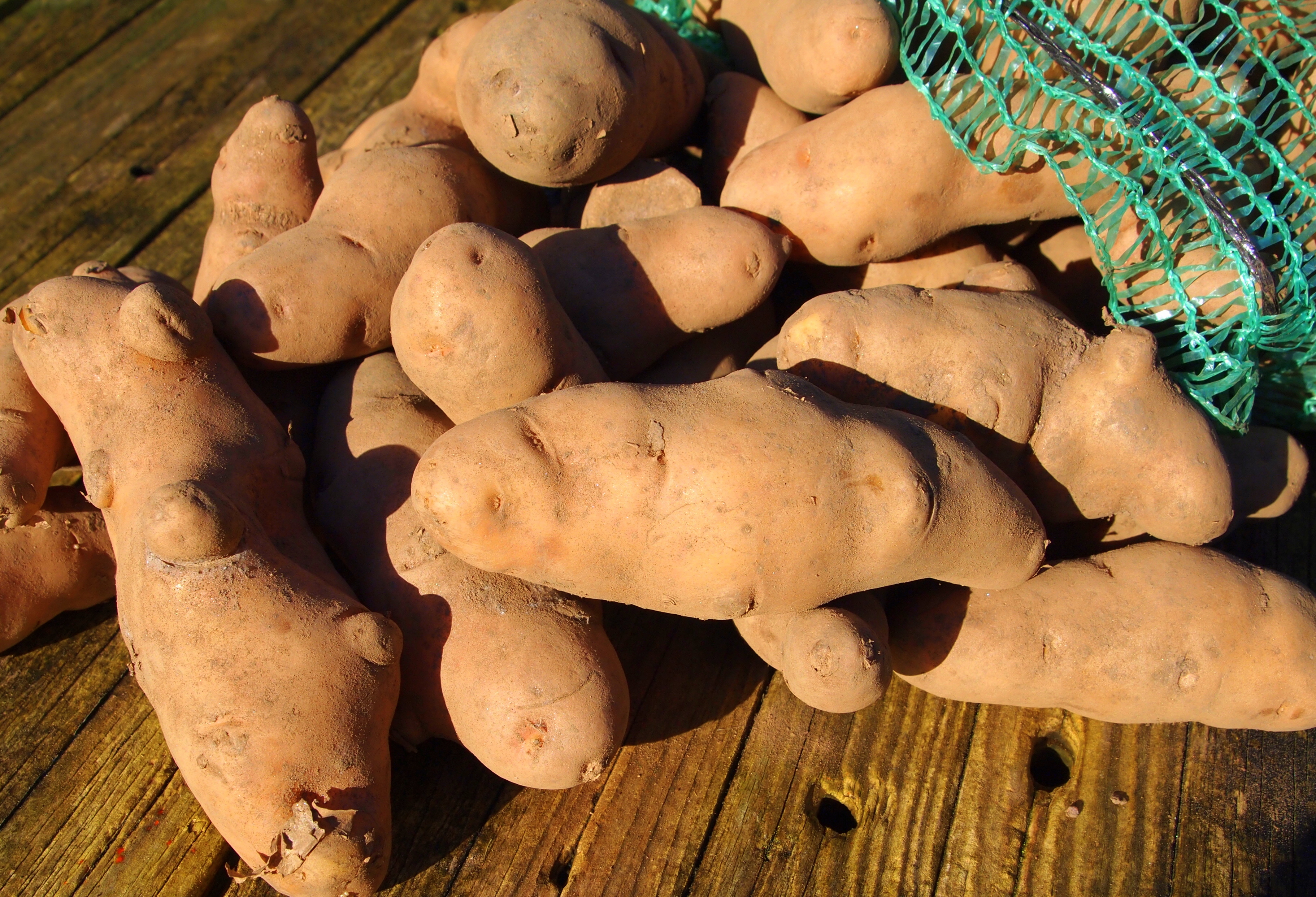Pink fir-apple potato