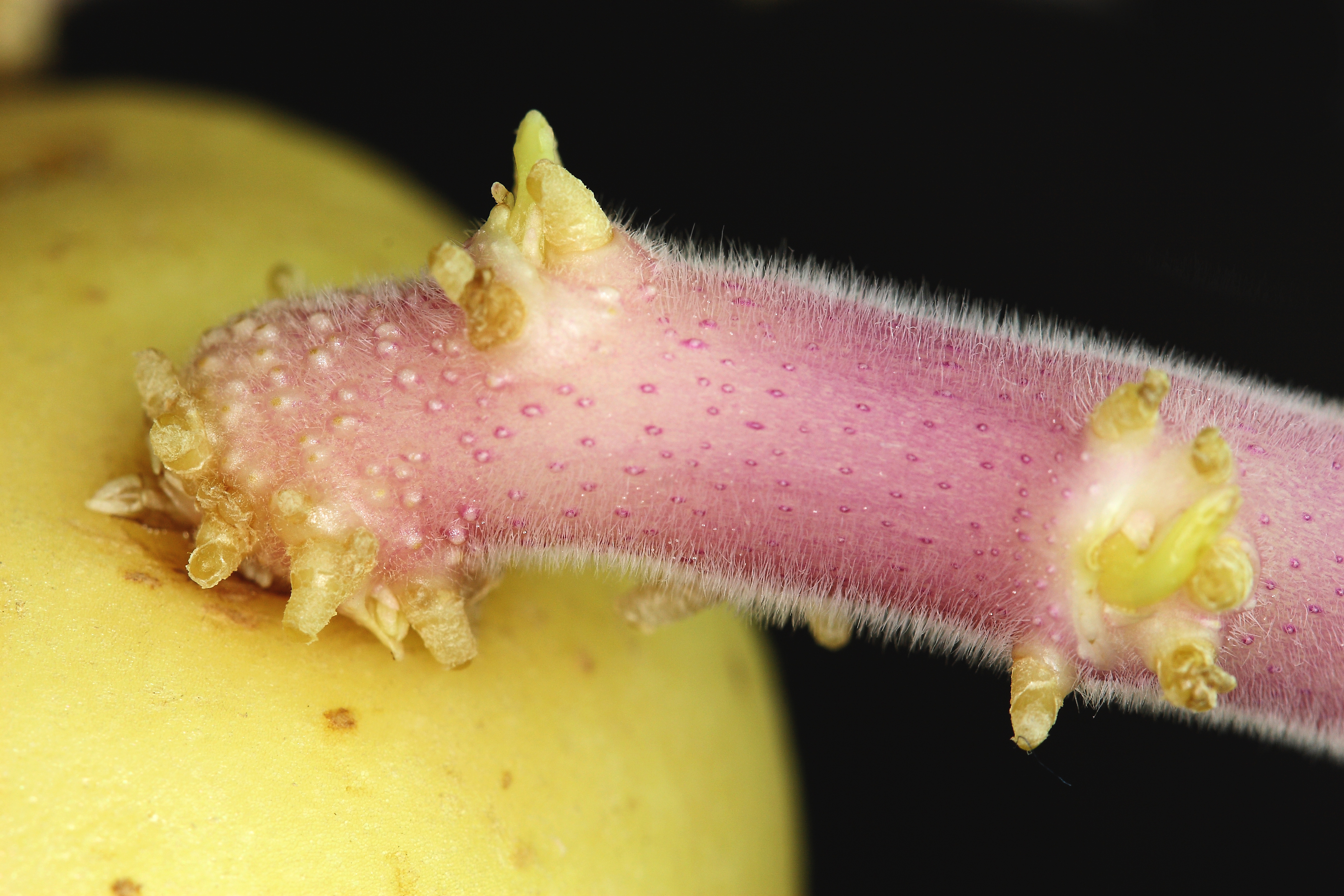 Potato-sprout-base