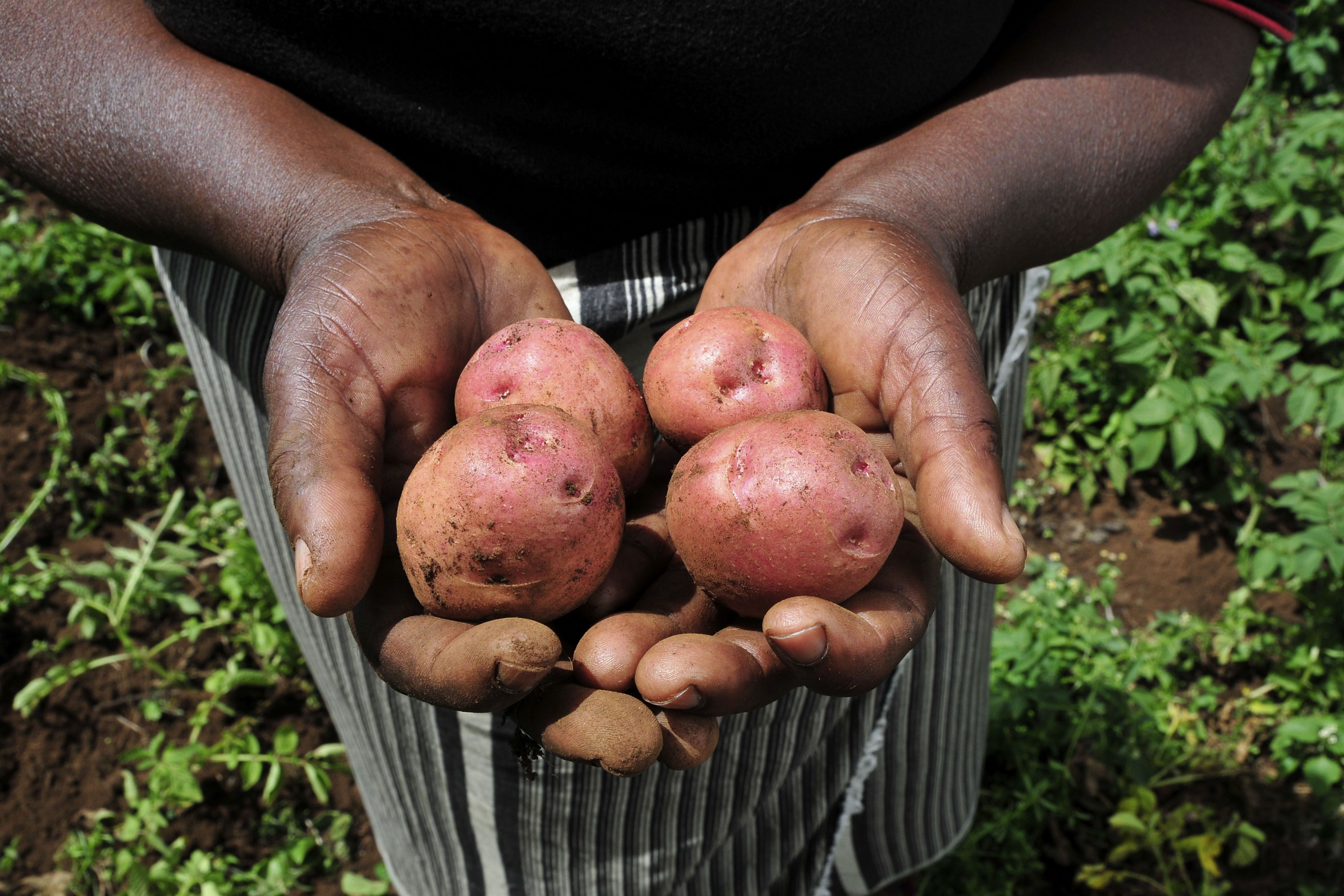 Potatoes from a Kenyan farm