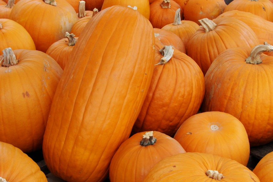 - Pumpkins -