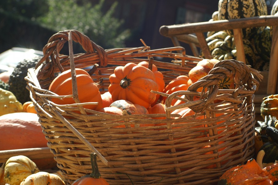 1 Cucurbita