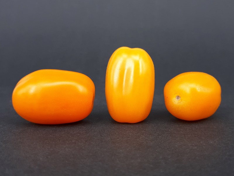 3 x Cherry Bambelo tomato 2017 A5a