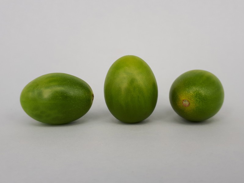 3 x Cherry Dulcemiel tomato 2017 A3