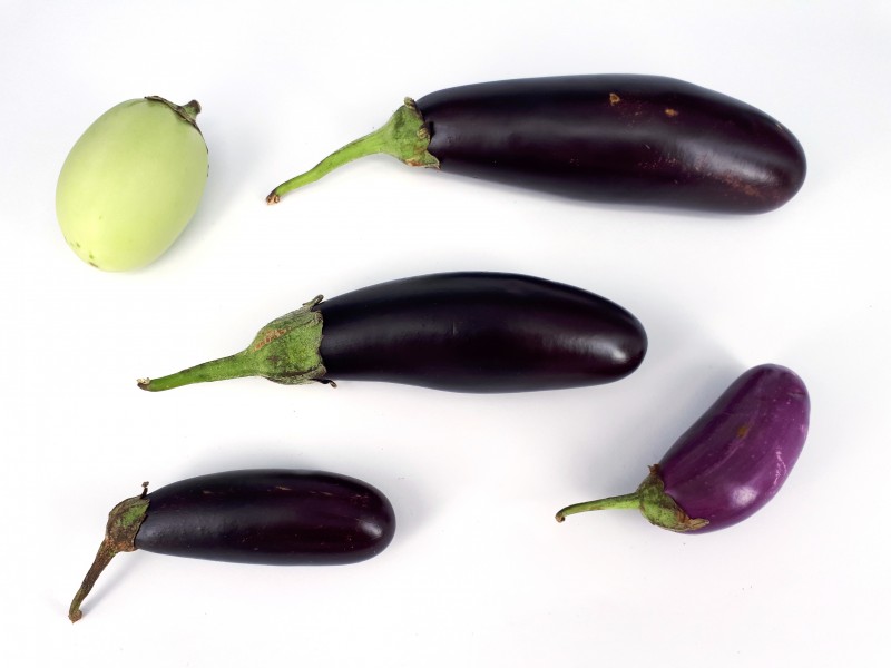 5 x Small eggplant 2017 B