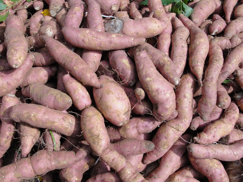 A aesthetic sweet potato